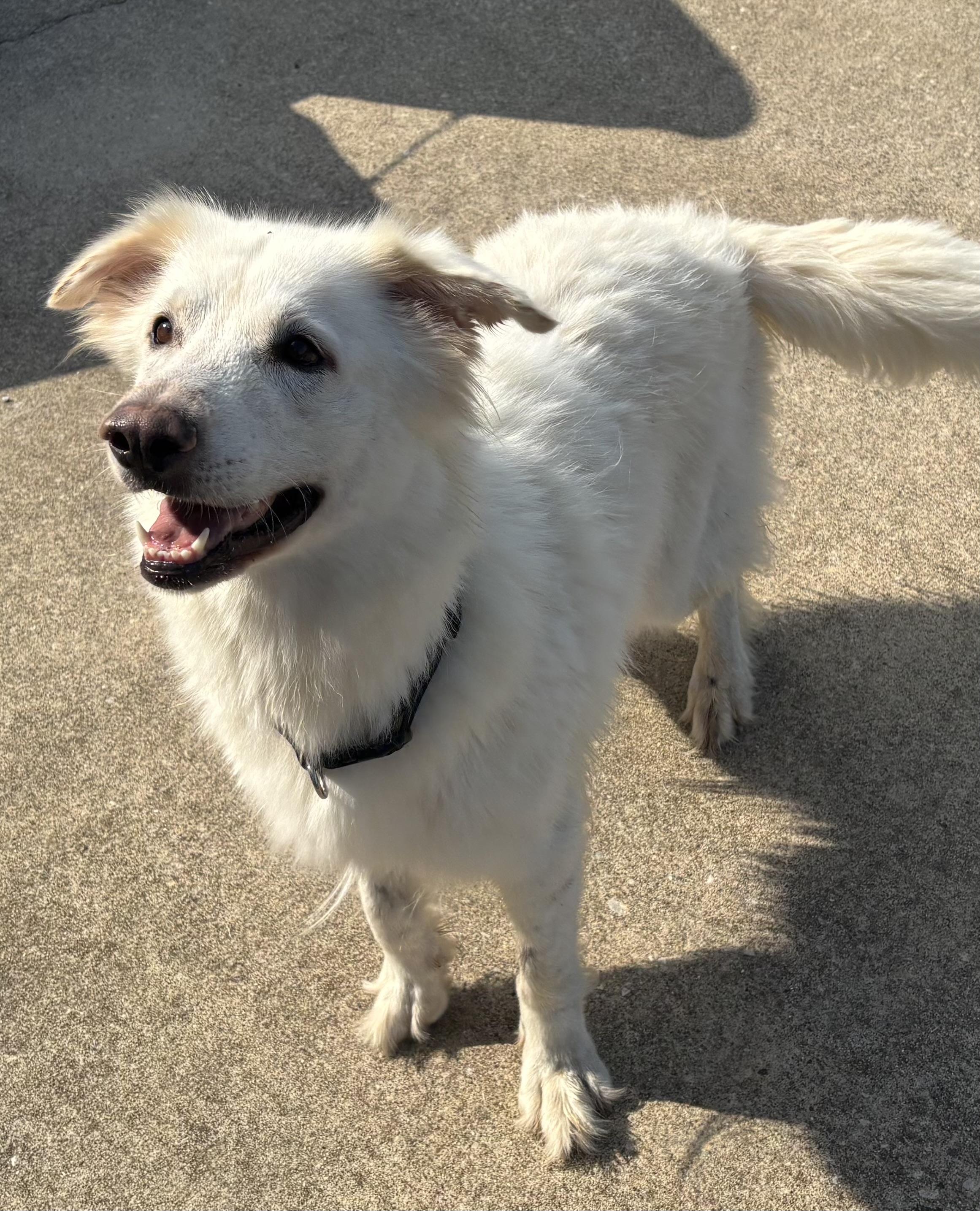 Piper, a Adoptable mixed breed in Mount Juliet, TN image 3/4