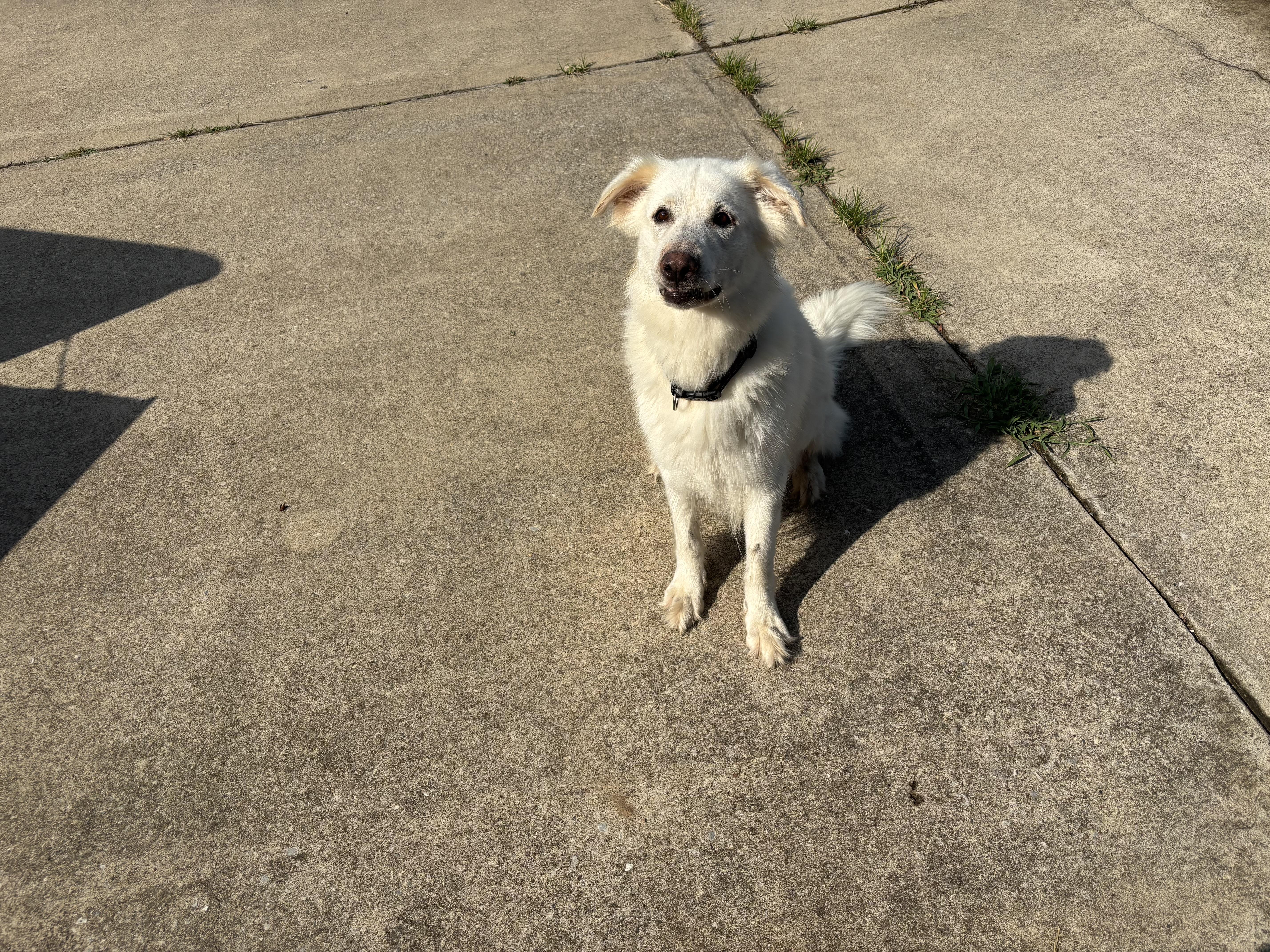 Piper, a Adoptable mixed breed in Mount Juliet, TN image 4/4