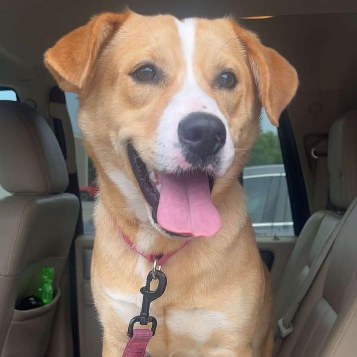 Enlarge Precious, a Adoptable mixed breed in Stephenville, TX image 1/6