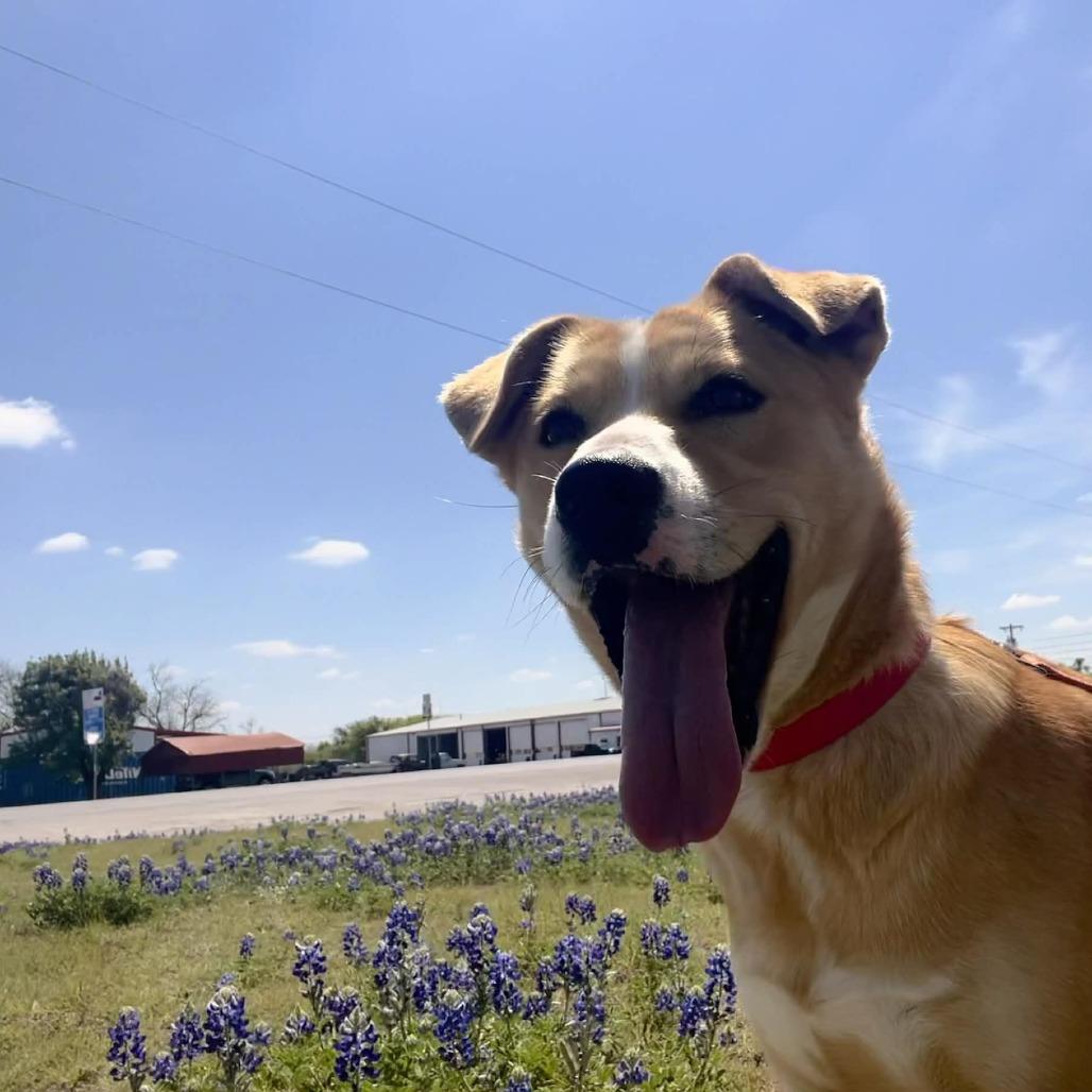 Enlarge Precious, a Adoptable mixed breed in Stephenville, TX image 2/6