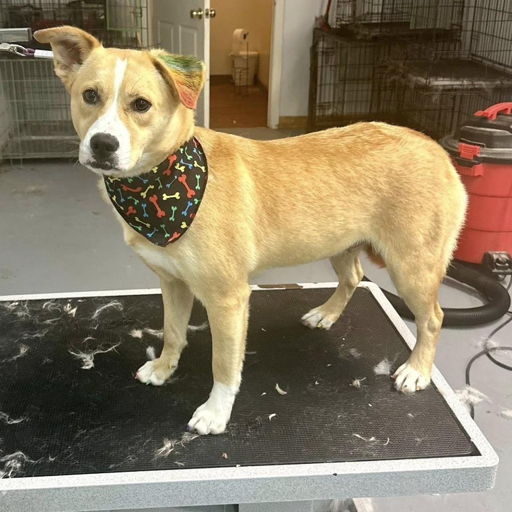 Enlarge Precious, a Adoptable mixed breed in Stephenville, TX image 3/6