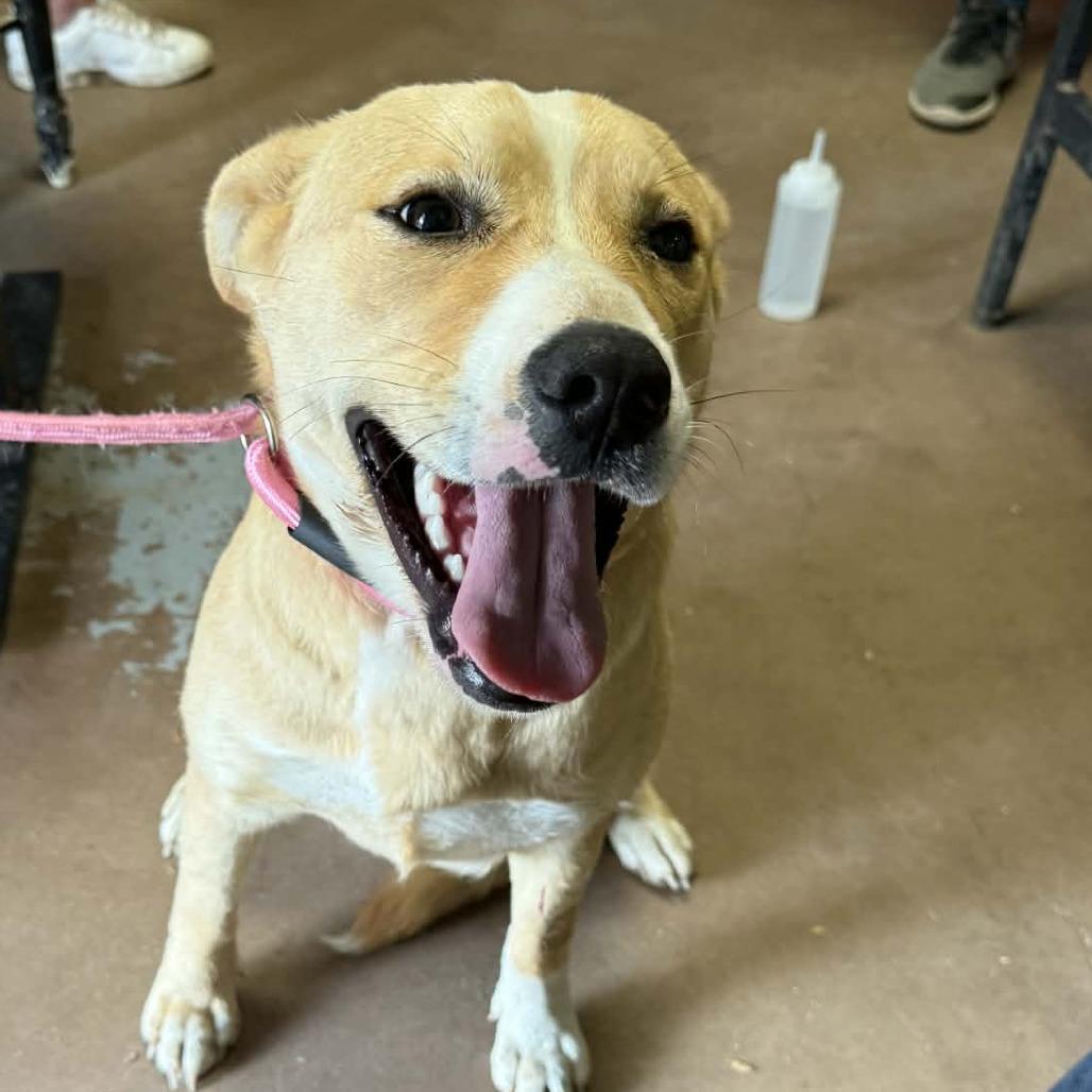 Enlarge Precious, a Adoptable mixed breed in Stephenville, TX image 4/6