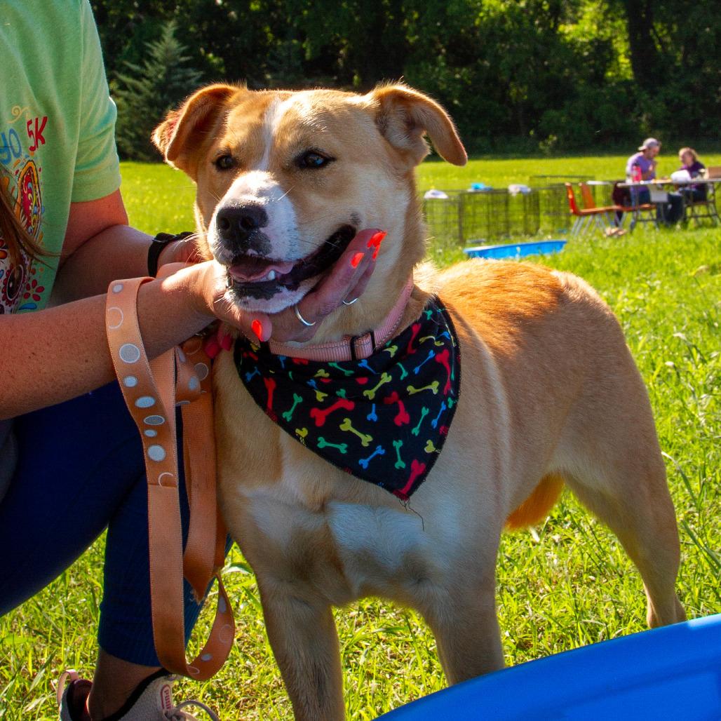 Enlarge Precious, a Adoptable mixed breed in Stephenville, TX image 5/6