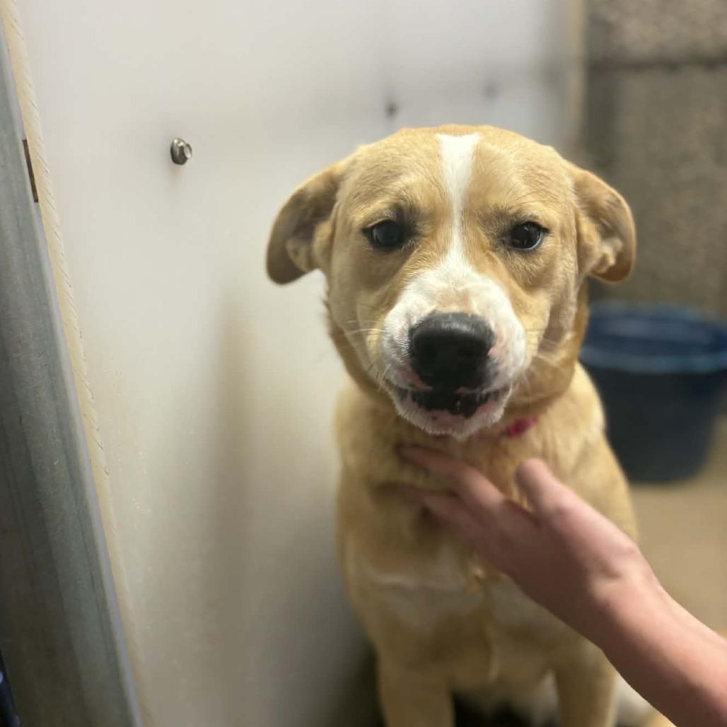 Enlarge Precious, a Adoptable mixed breed in Stephenville, TX image 6/6