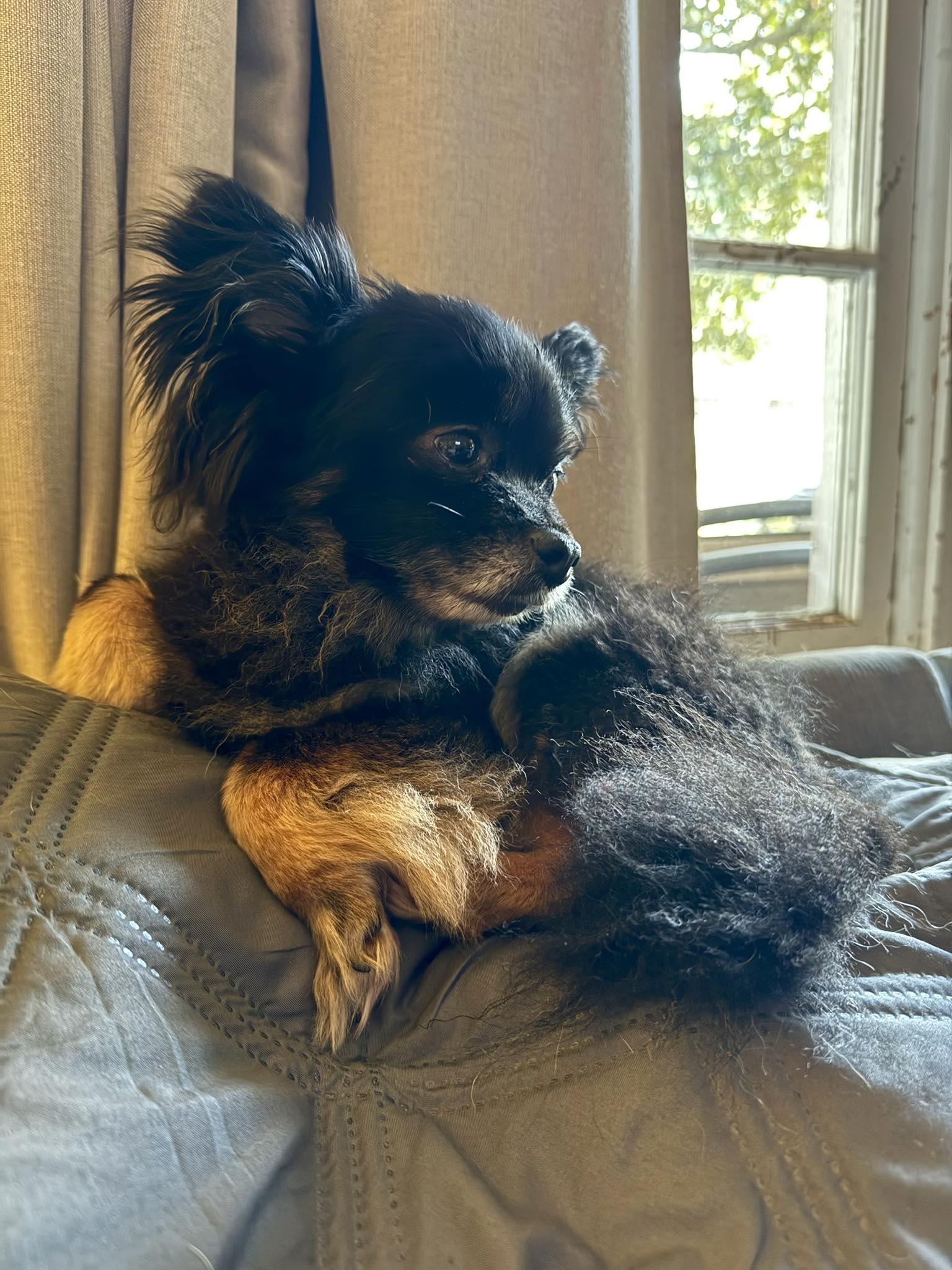 Enlarge Matteo, a ADOPTABLE mixed breed in East Point, GA image 2/3