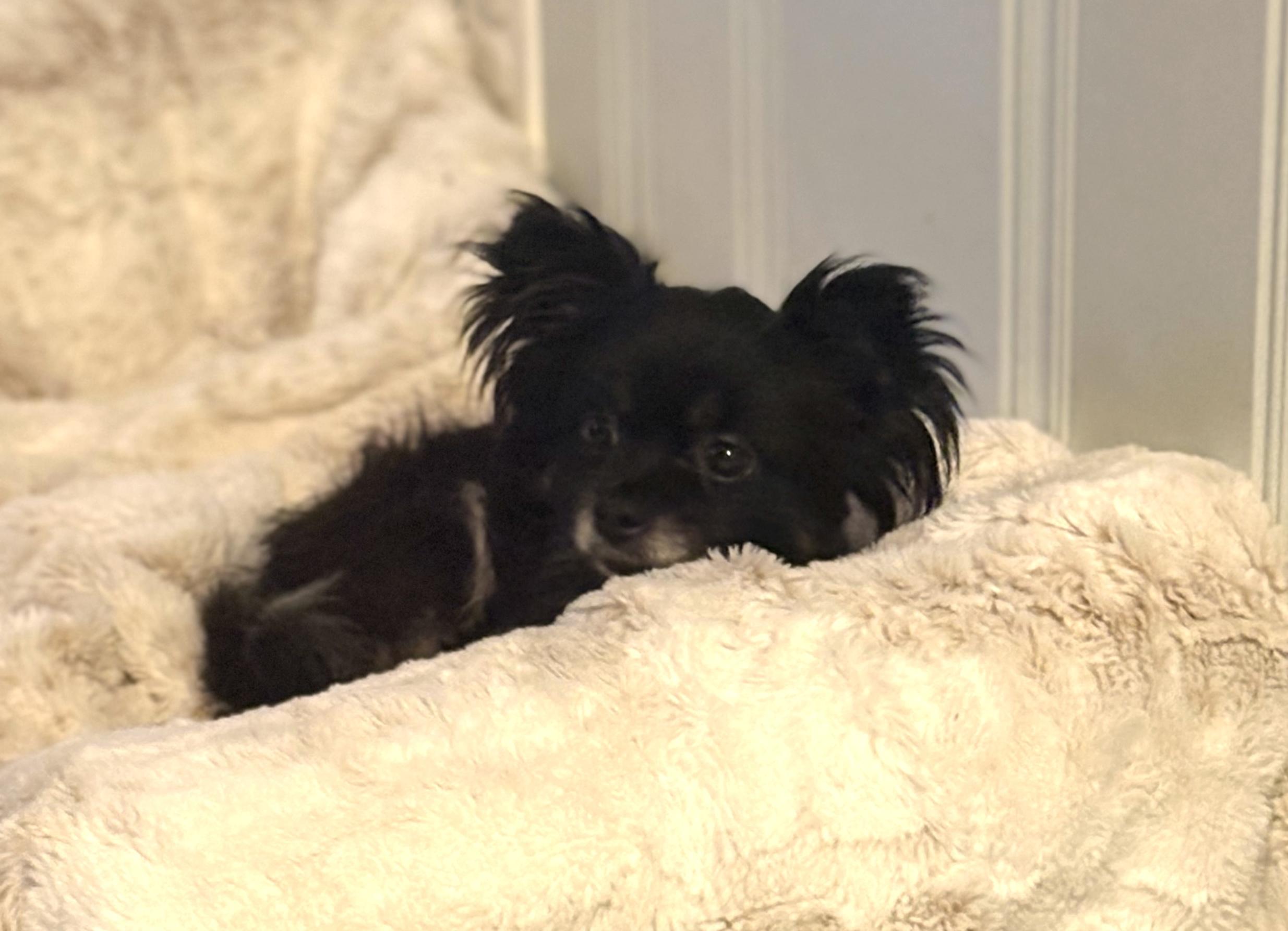 Enlarge Matteo, a ADOPTABLE mixed breed in East Point, GA image 3/3