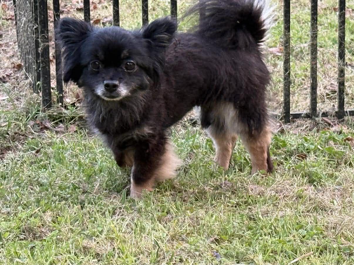 Matteo, ADOPTABLE, Adult Male Pomeranian.