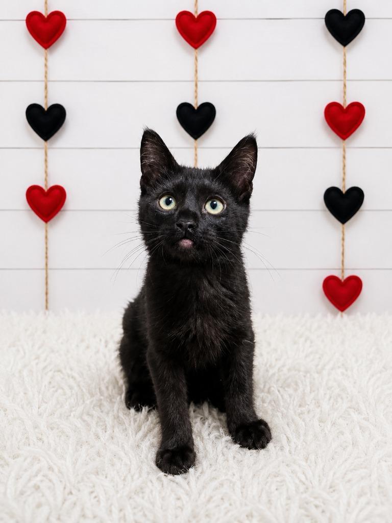 Enlarge Tucson, a Adopted mixed breed in Corpus Christi, TX image 1/1