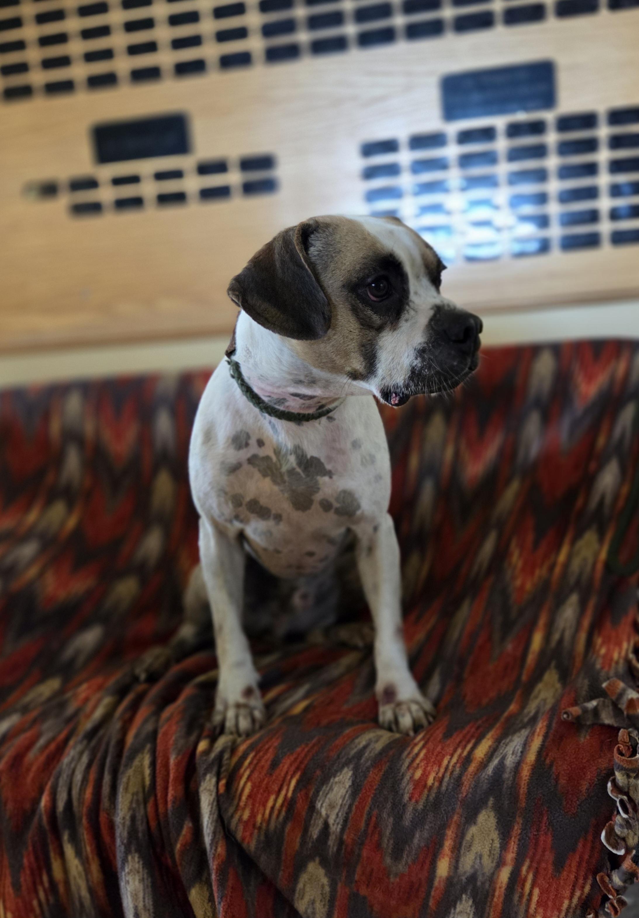 Rollie, an adoptable Boxer, Beagle in Park Rapids, MN, 56470 | Photo Image 1