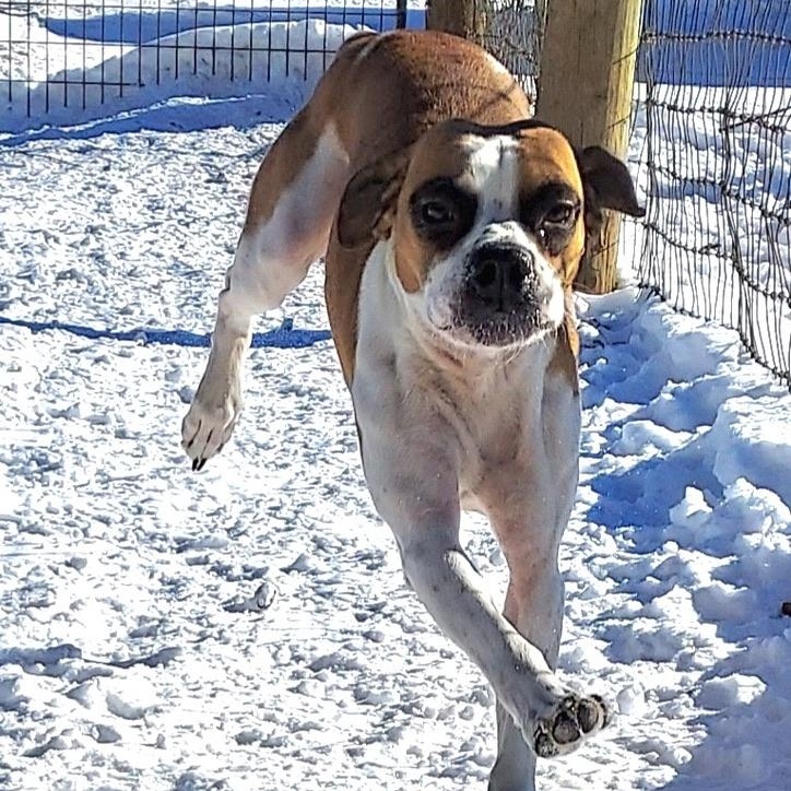 Rollie, an adoptable Boxer, Beagle in Park Rapids, MN, 56470 | Photo Image 3