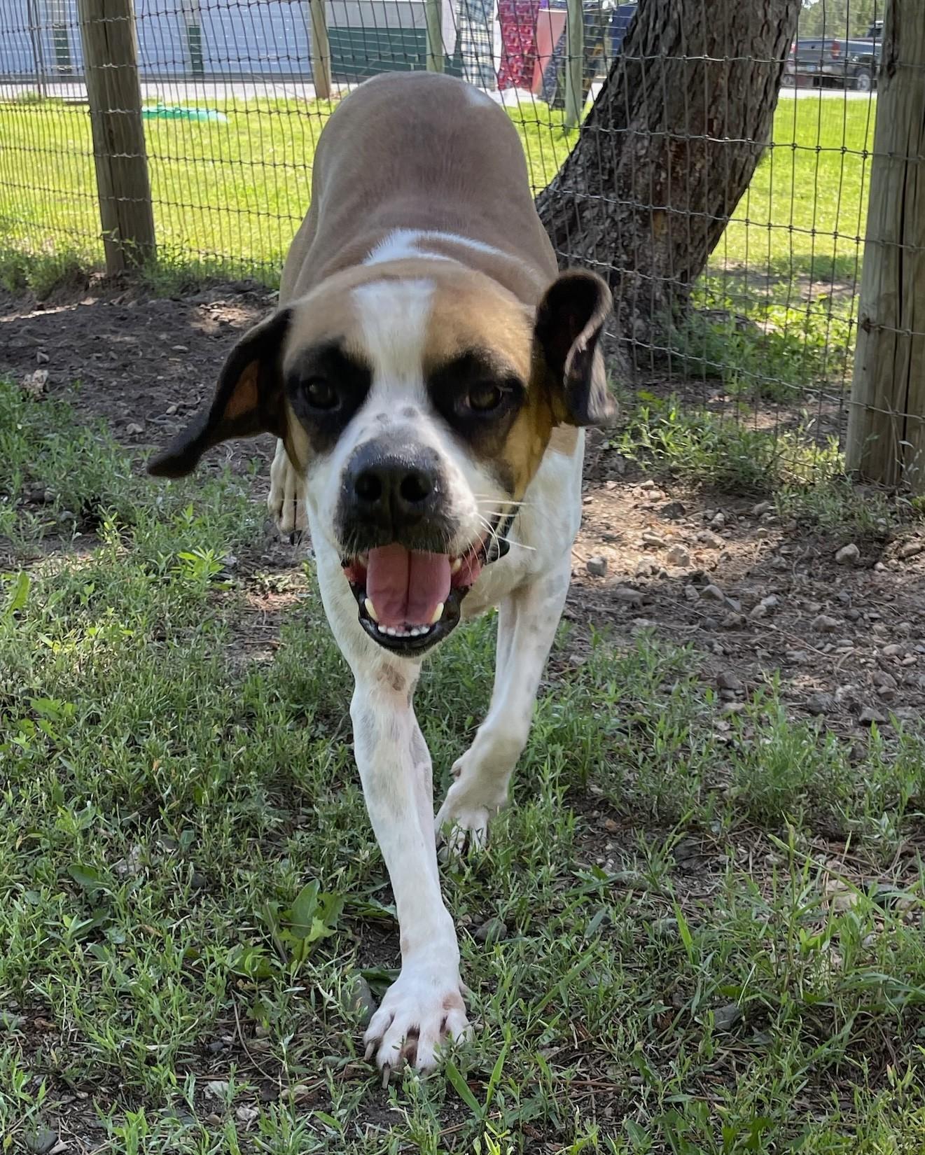 Rollie, an adoptable Boxer, Beagle in Park Rapids, MN, 56470 | Photo Image 2