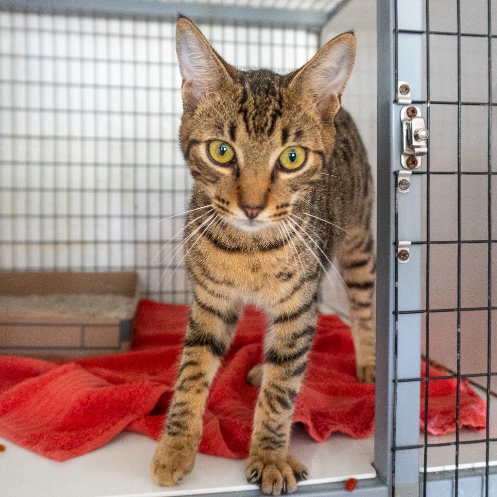 Enlarge Bob, a Adoptable mixed breed in Mangilao, GU image 1/1