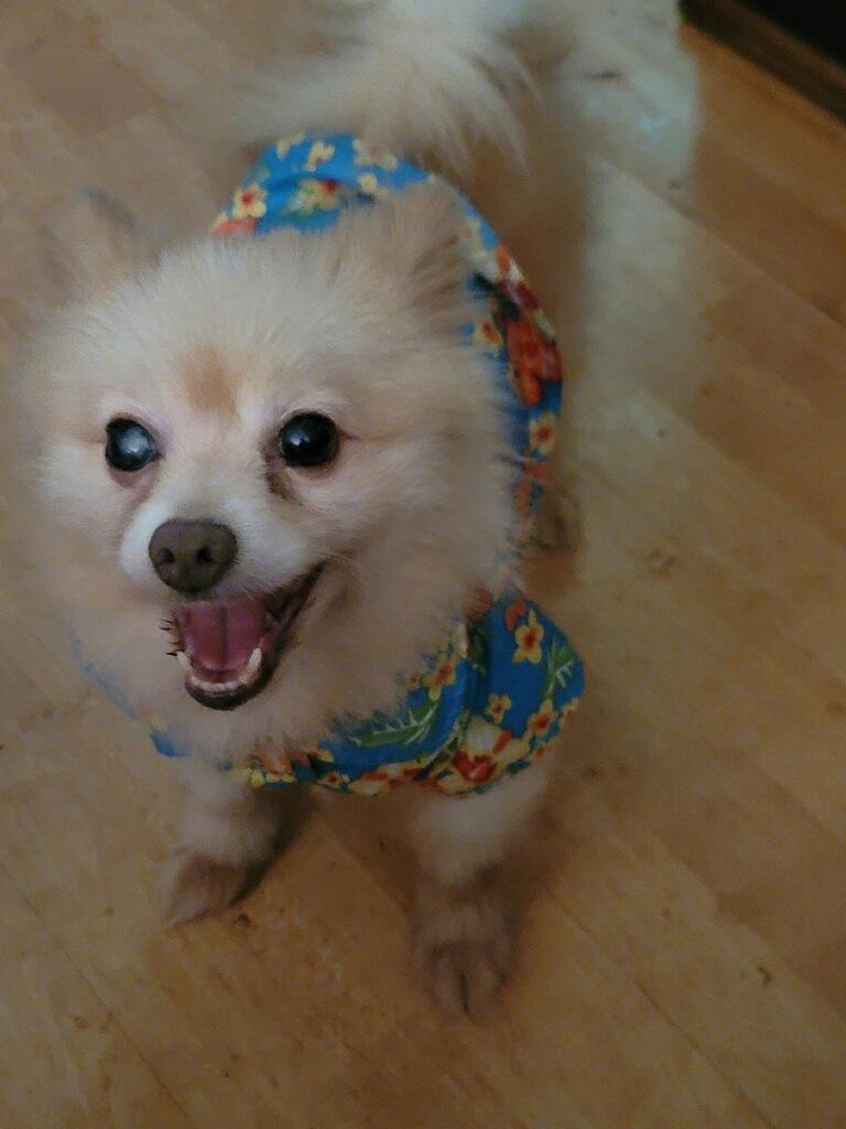 Enlarge Teddy, a Adoptable Pomeranian in Greenville, SC image 1/1