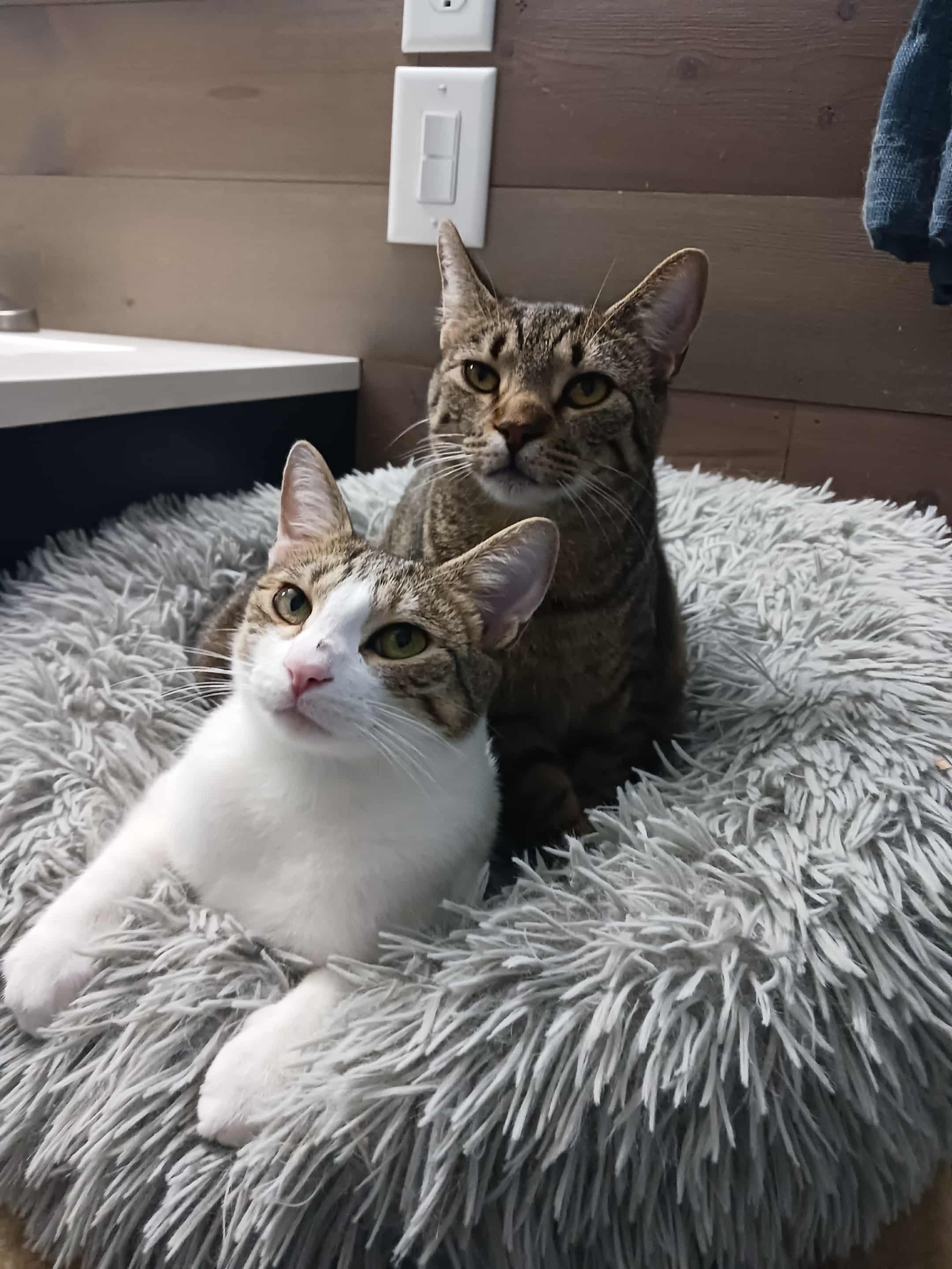 Reese & Ruby, an adoptable Domestic Short Hair in Jacksonville, FL, 32206 | Photo Image 3