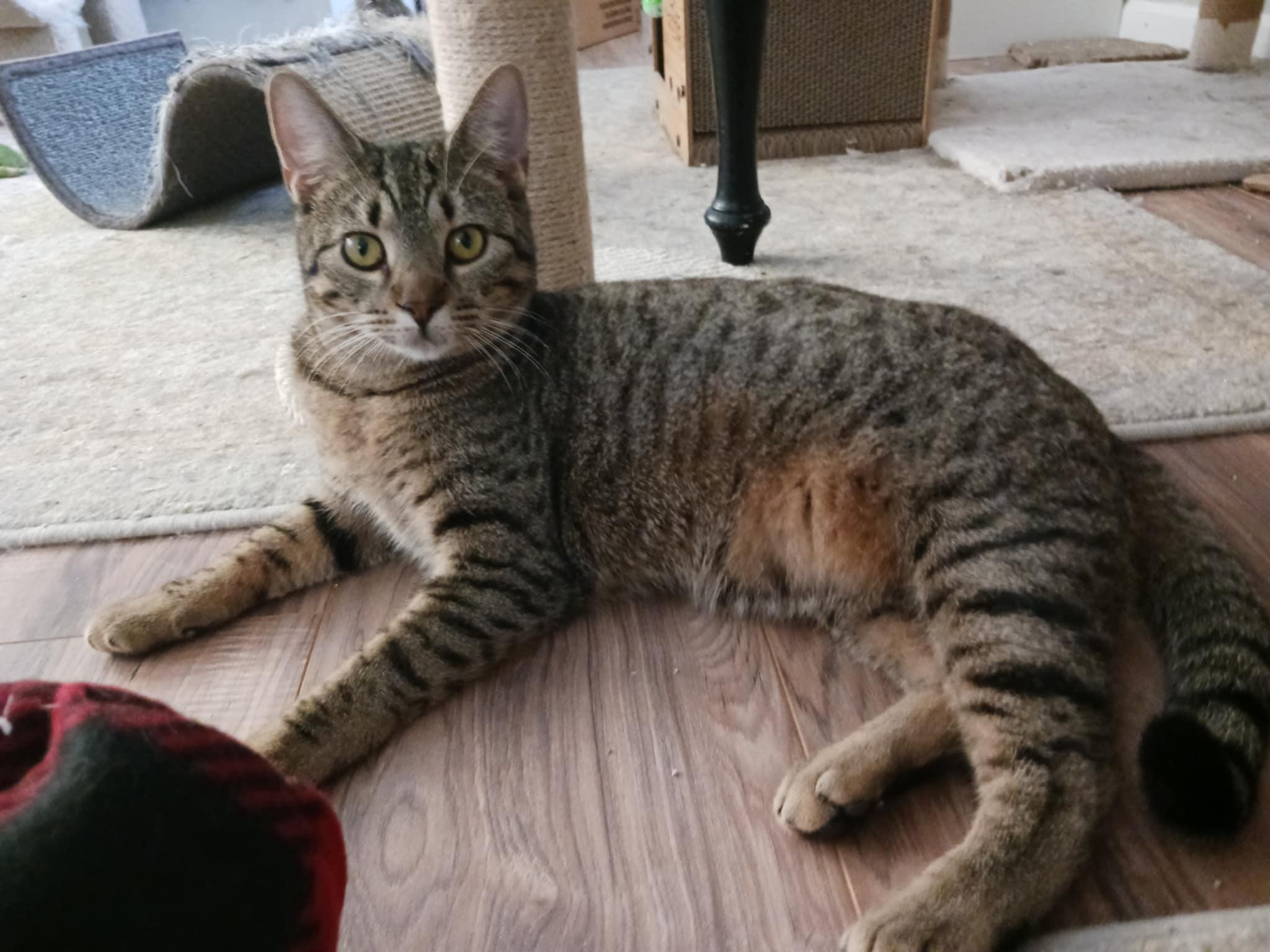 Enlarge Reese & Ruby, a Adoptable Domestic Short Hair in Jacksonville, FL image 4/6