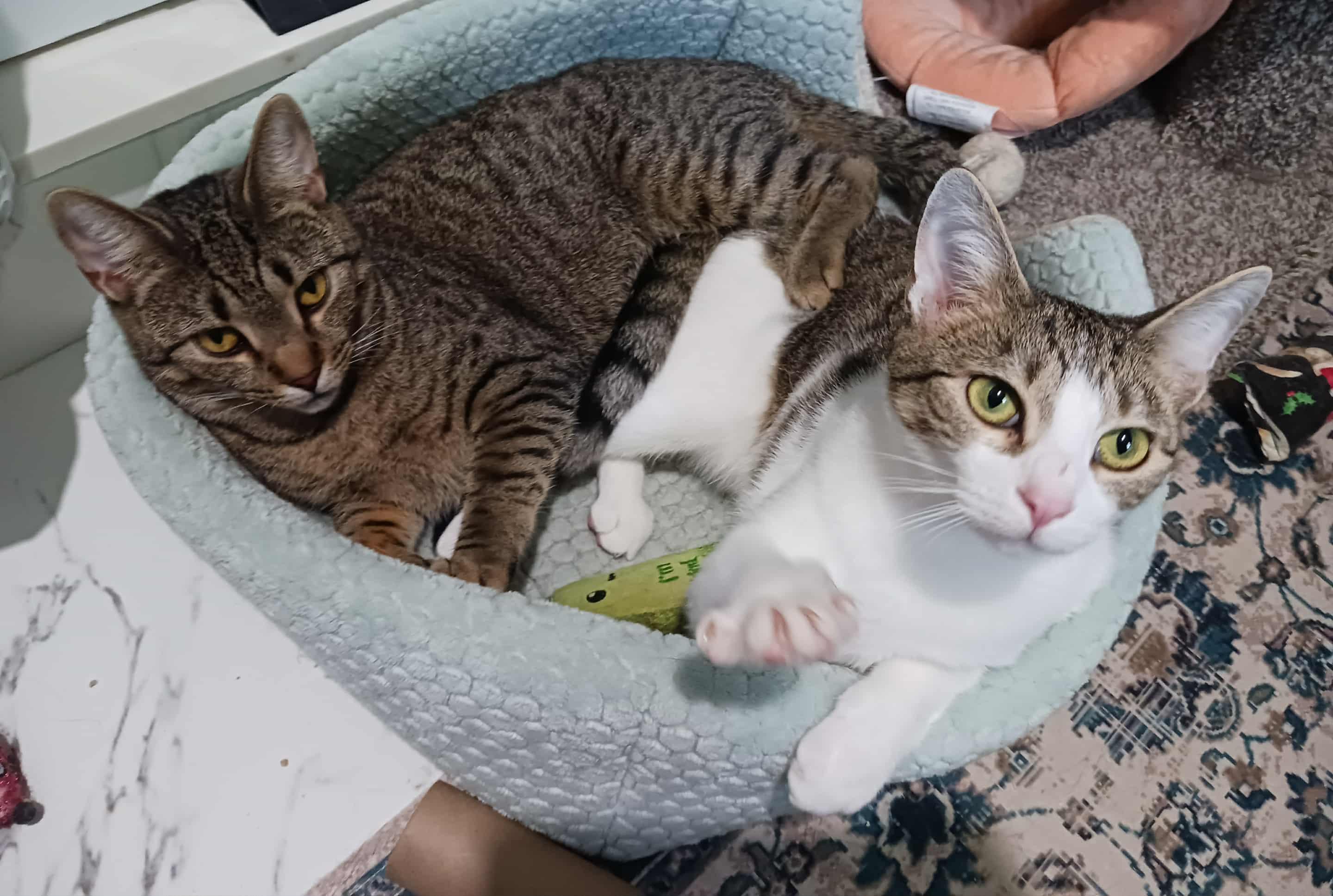 Reese & Ruby, an adoptable Domestic Short Hair in Jacksonville, FL, 32206 | Photo Image 4