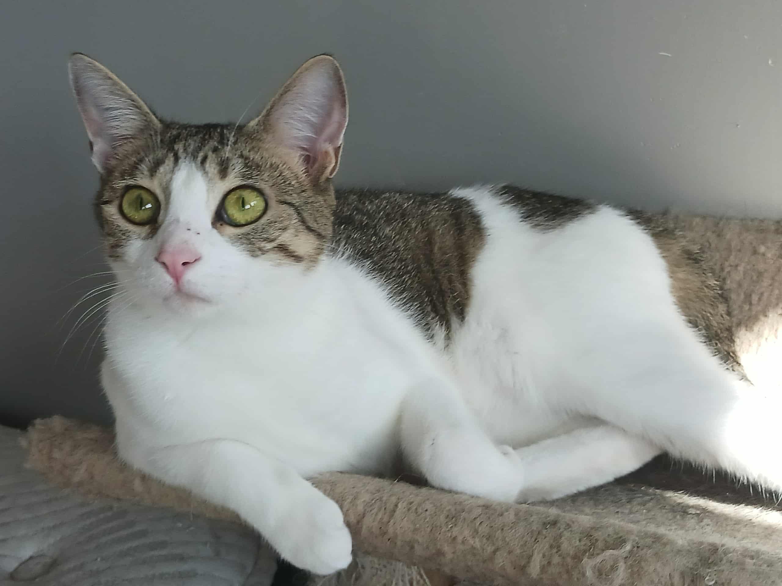 Reese & Ruby, an adoptable Domestic Short Hair in Jacksonville, FL, 32206 | Photo Image 5