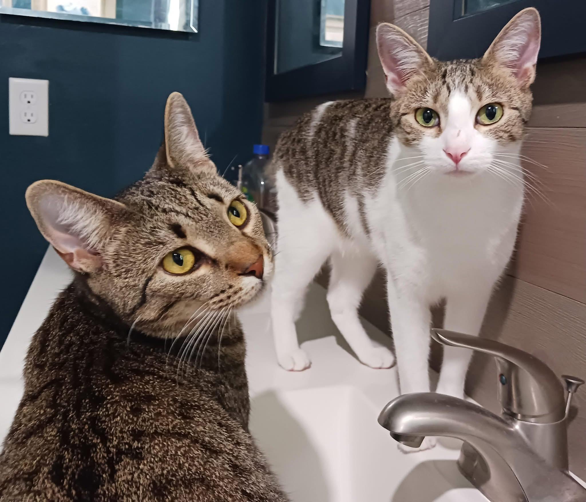 Reese & Ruby, an adoptable Domestic Short Hair in Jacksonville, FL, 32206 | Photo Image 1