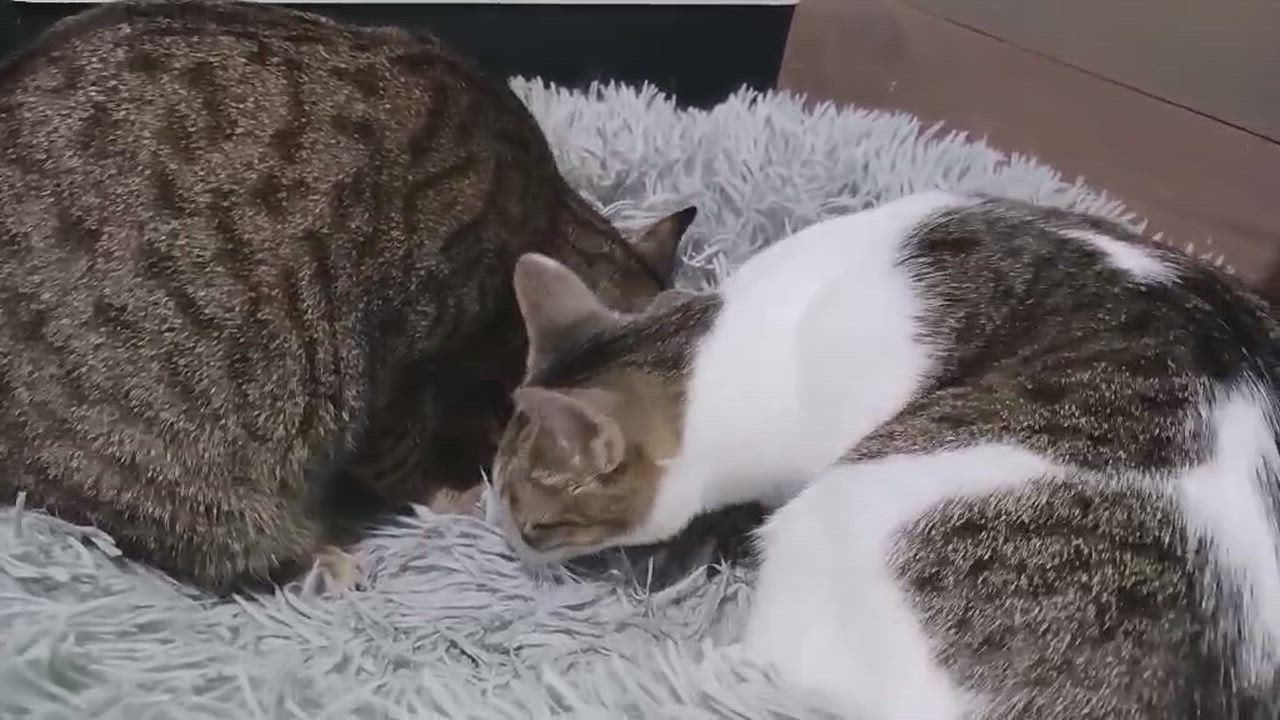 Enlarge Reese & Ruby, a Adoptable Domestic Short Hair in Jacksonville, FL video 6/6