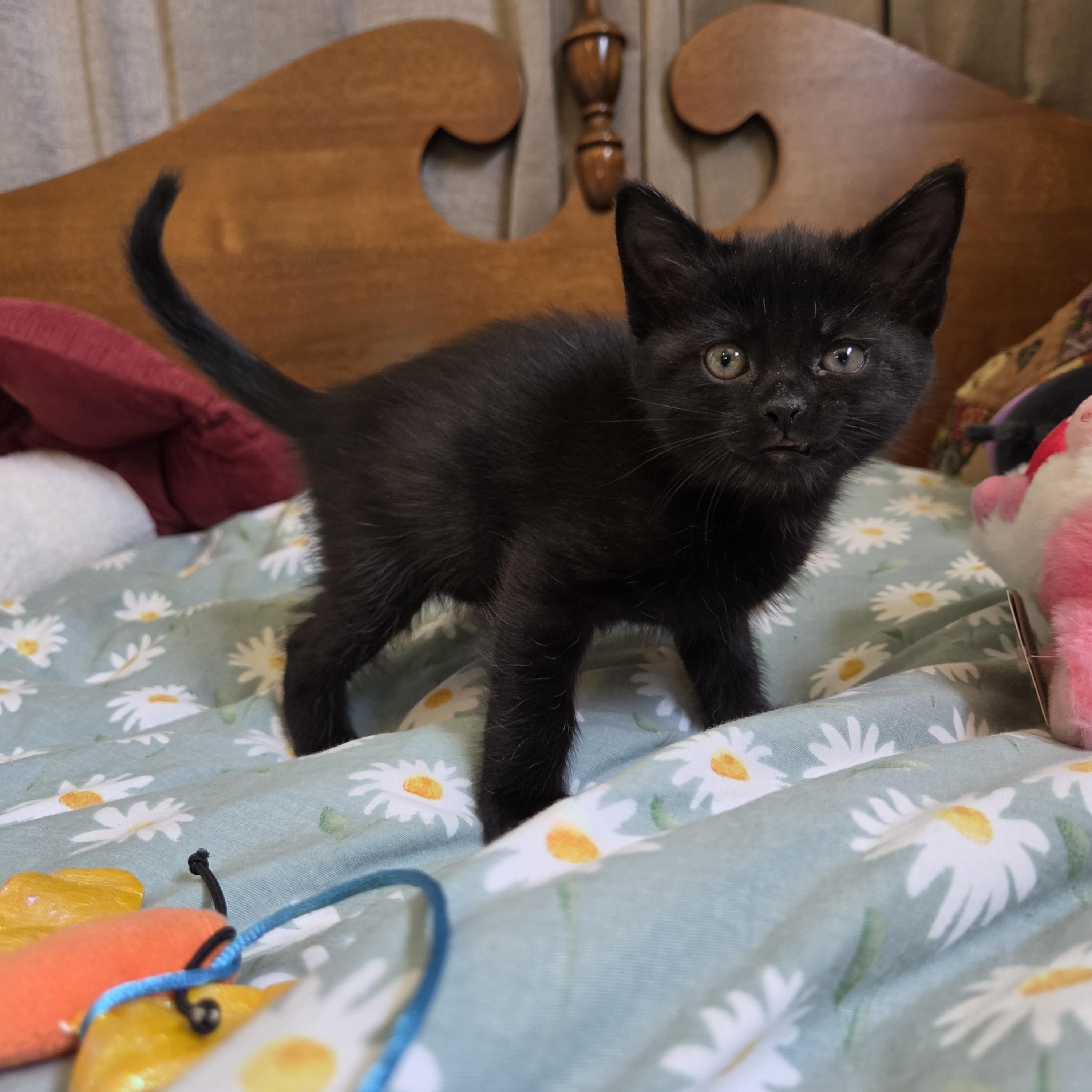 Enlarge Kiki, a Adoptable Domestic Short Hair in Fort Oglethorpe, GA image 5/5