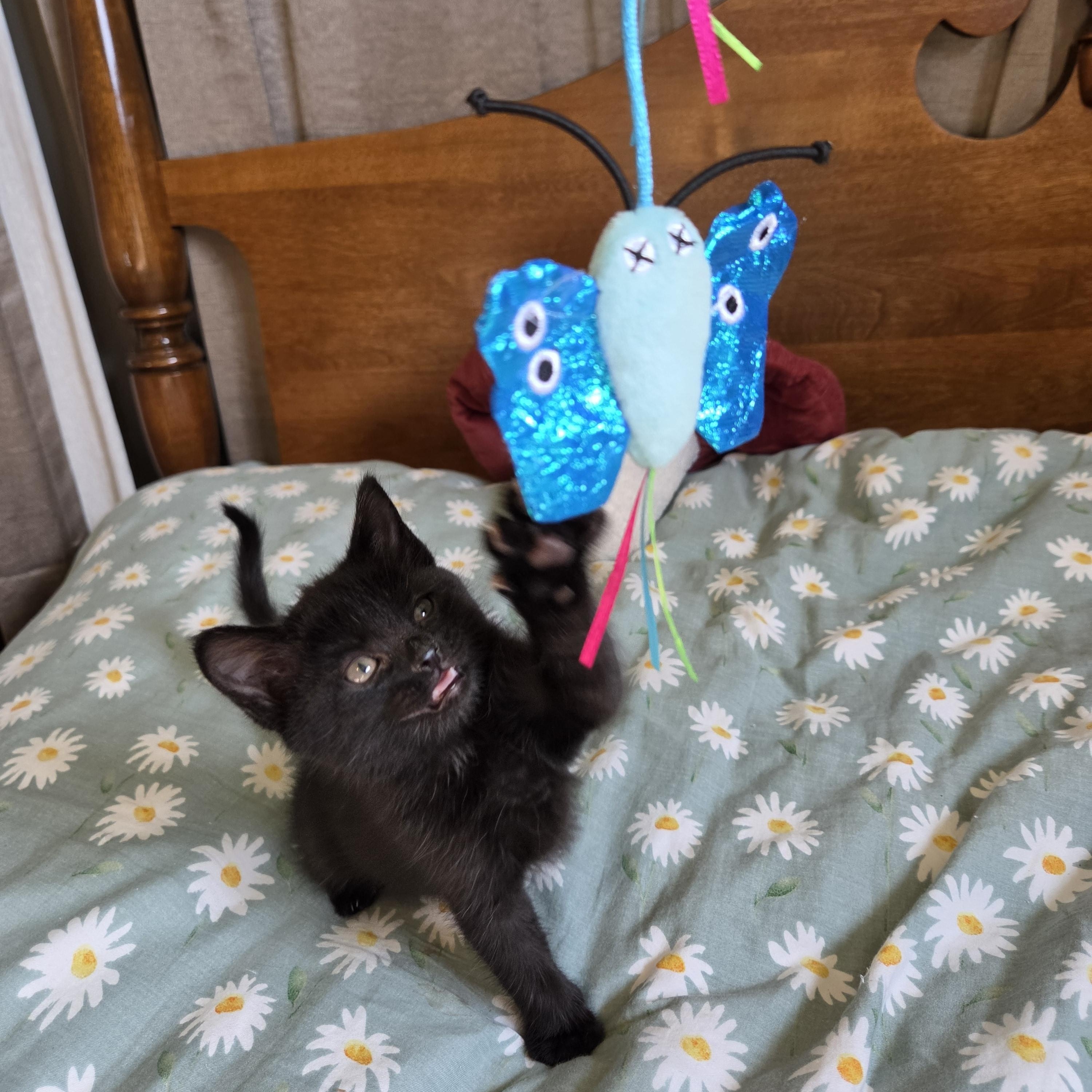 Enlarge Kiki, a Adoptable Domestic Short Hair in Fort Oglethorpe, GA image 3/5