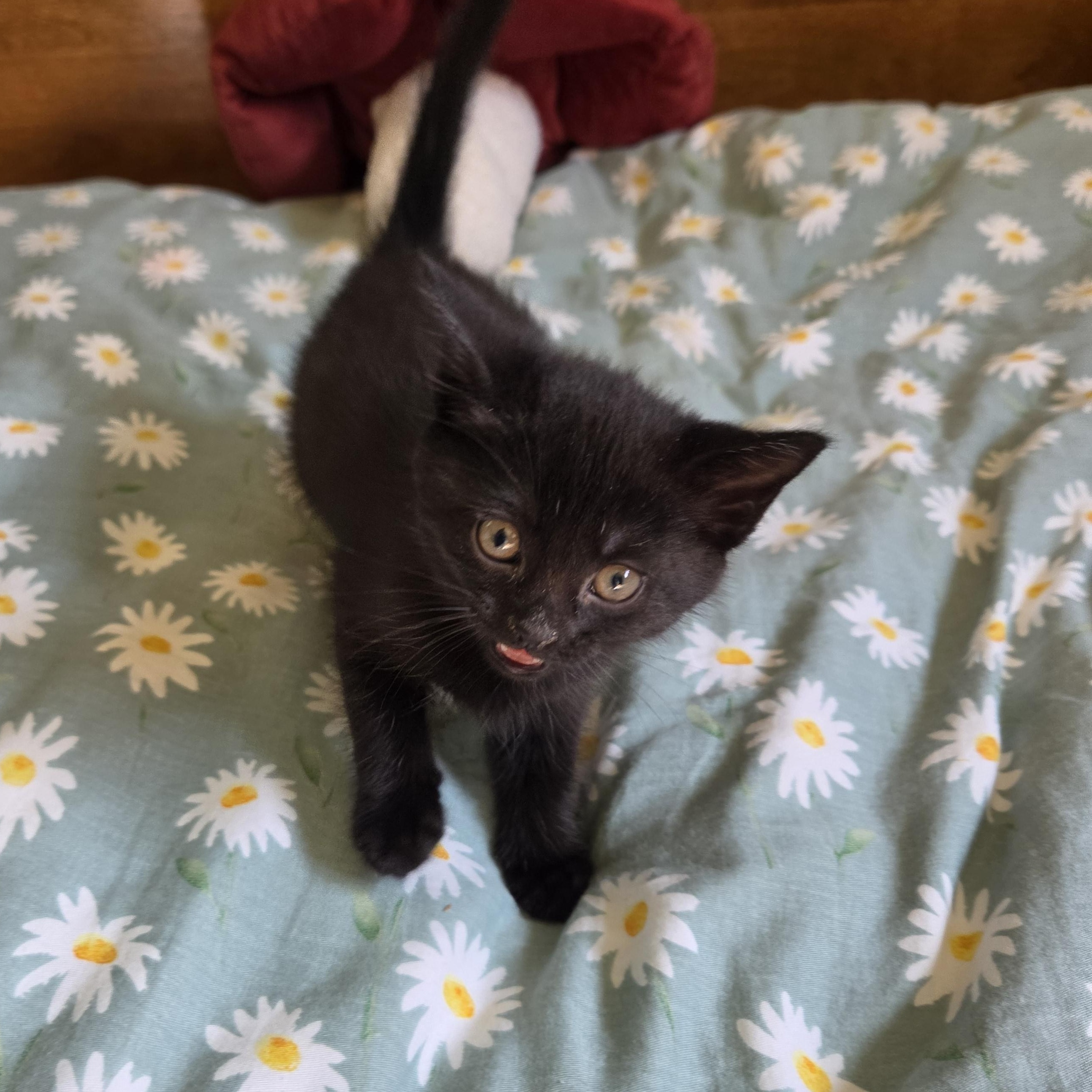 Enlarge Kiki, a Adoptable Domestic Short Hair in Fort Oglethorpe, GA image 4/5