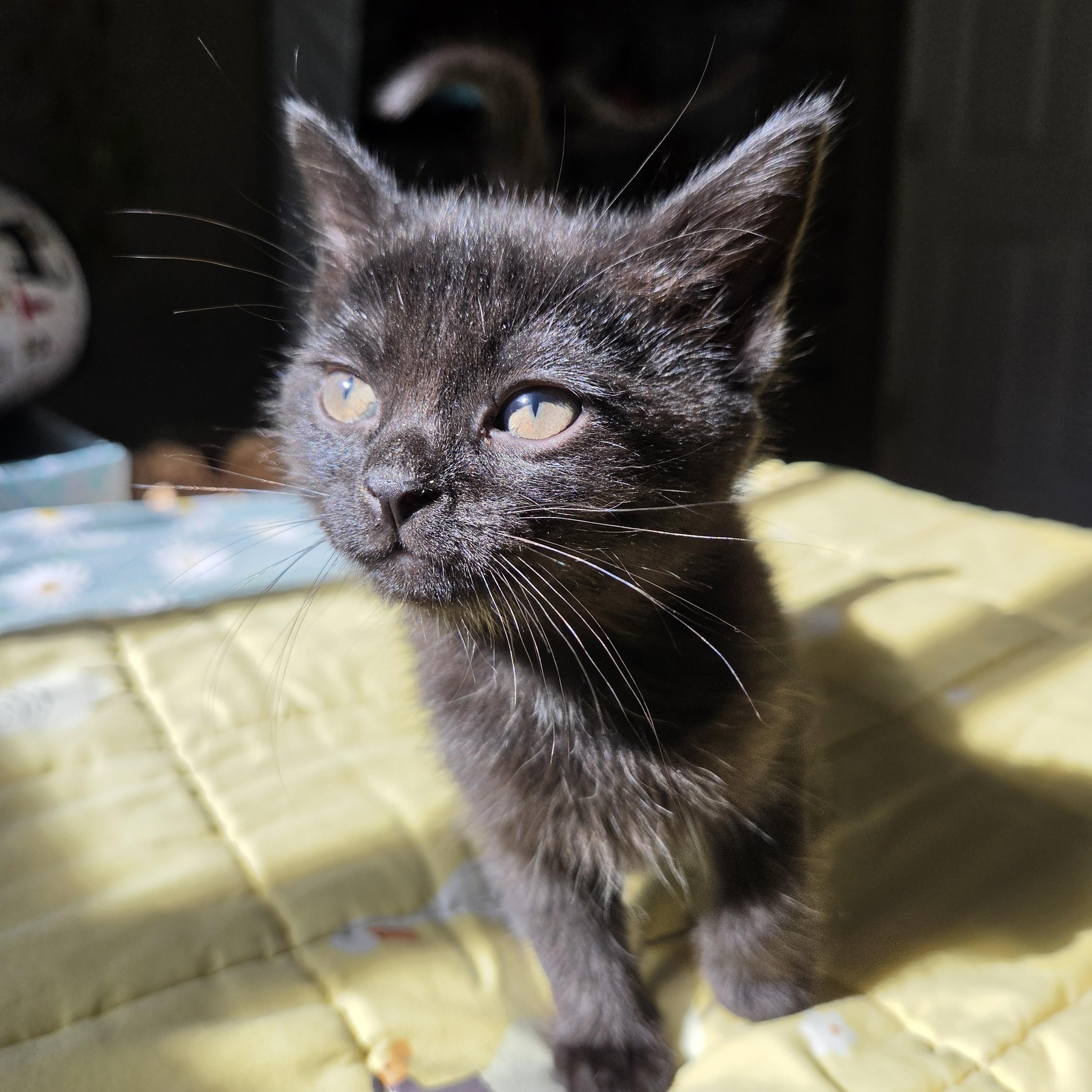 Kiki, Adoptable, Kitten Female Domestic Short Hair.