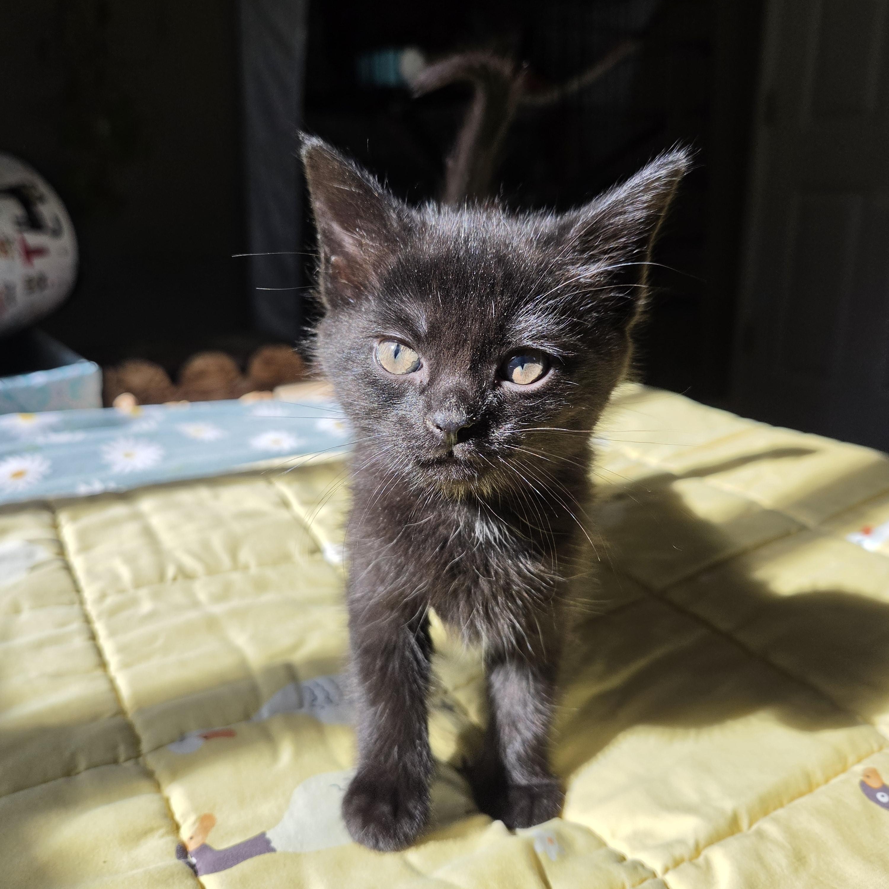 Enlarge Kiki, a Adoptable Domestic Short Hair in Fort Oglethorpe, GA image 2/5