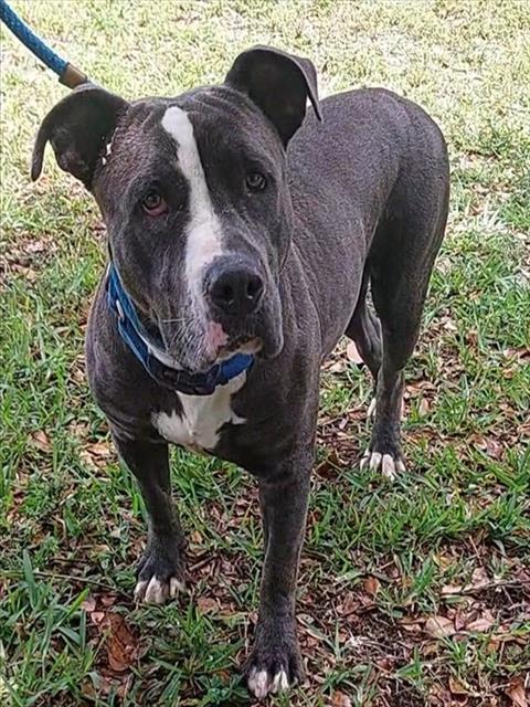 PUCCI, Adoptable, Young Female American Staffordshire Terrier.