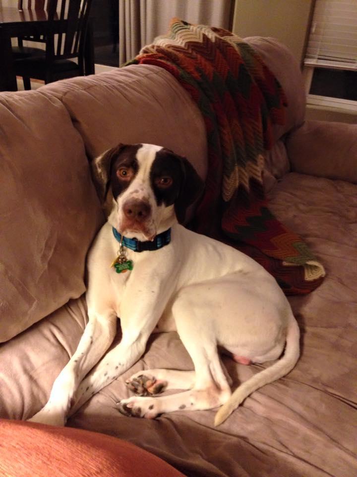 Enlarge Jack, a Adopted German Shorthaired Pointer in Omaha, NE image 1/3