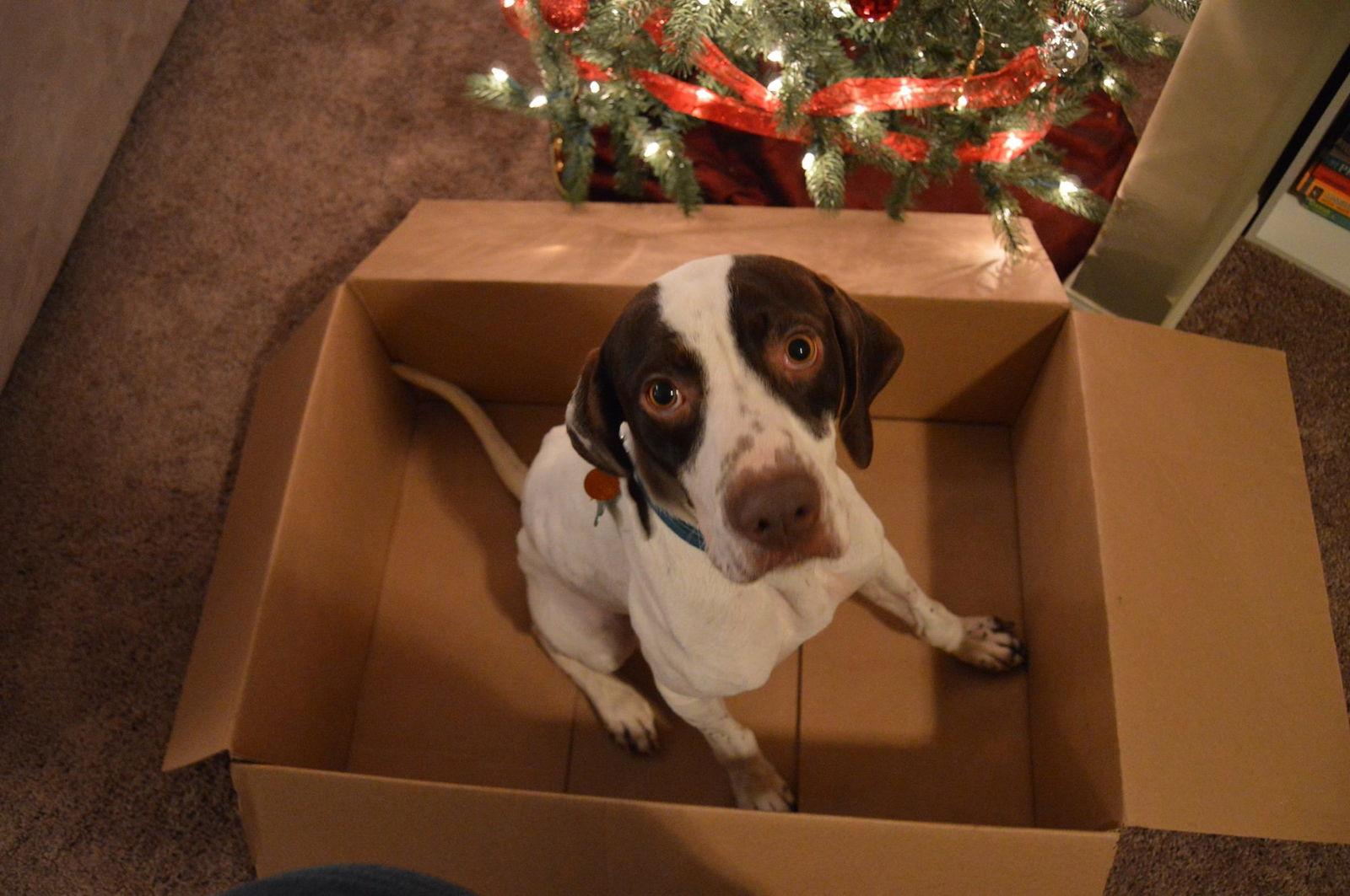 Enlarge Jack, a Adopted German Shorthaired Pointer in Omaha, NE image 2/3