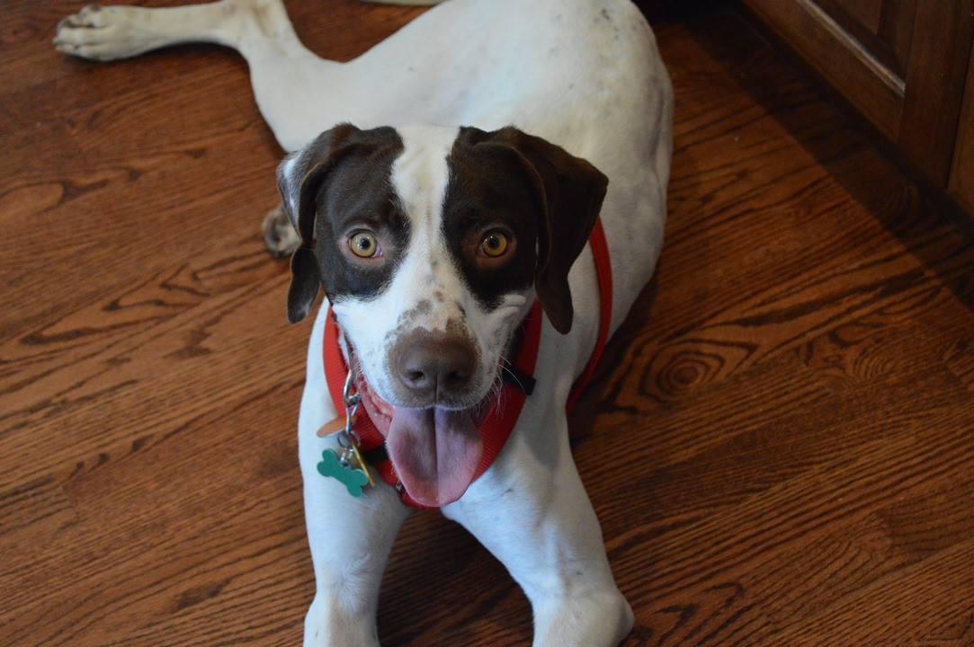 Enlarge Jack, a Adopted German Shorthaired Pointer in Omaha, NE image 3/3