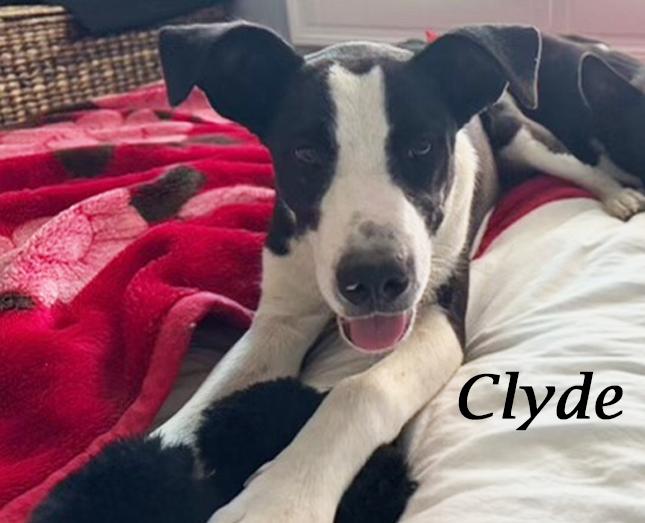 CLYDE (& Bonnie), Adoptable, Young Male Terrier & Border Collie.