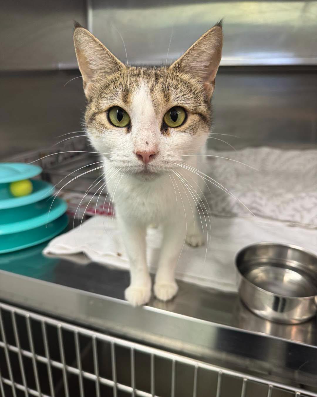 Enlarge Jolene, a ADOPTABLE Domestic Short Hair in Bloomfield, NJ image 2/3