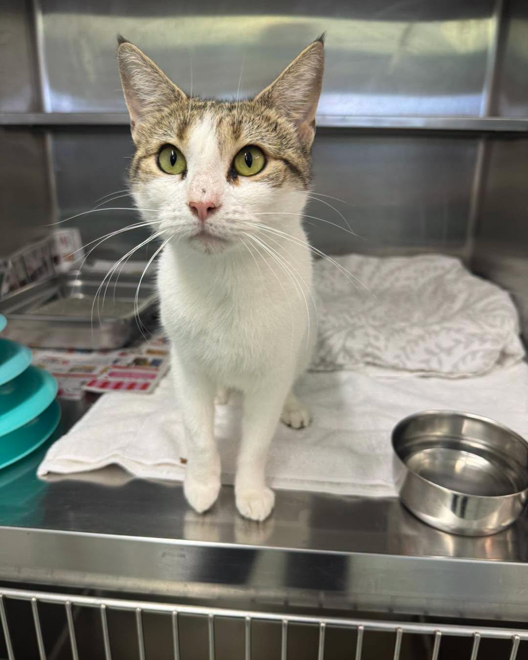 Enlarge Jolene, a ADOPTABLE Domestic Short Hair in Bloomfield, NJ image 1/3