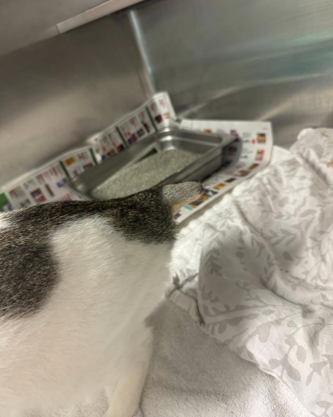Enlarge Jolene, a ADOPTABLE Domestic Short Hair in Bloomfield, NJ image 3/3