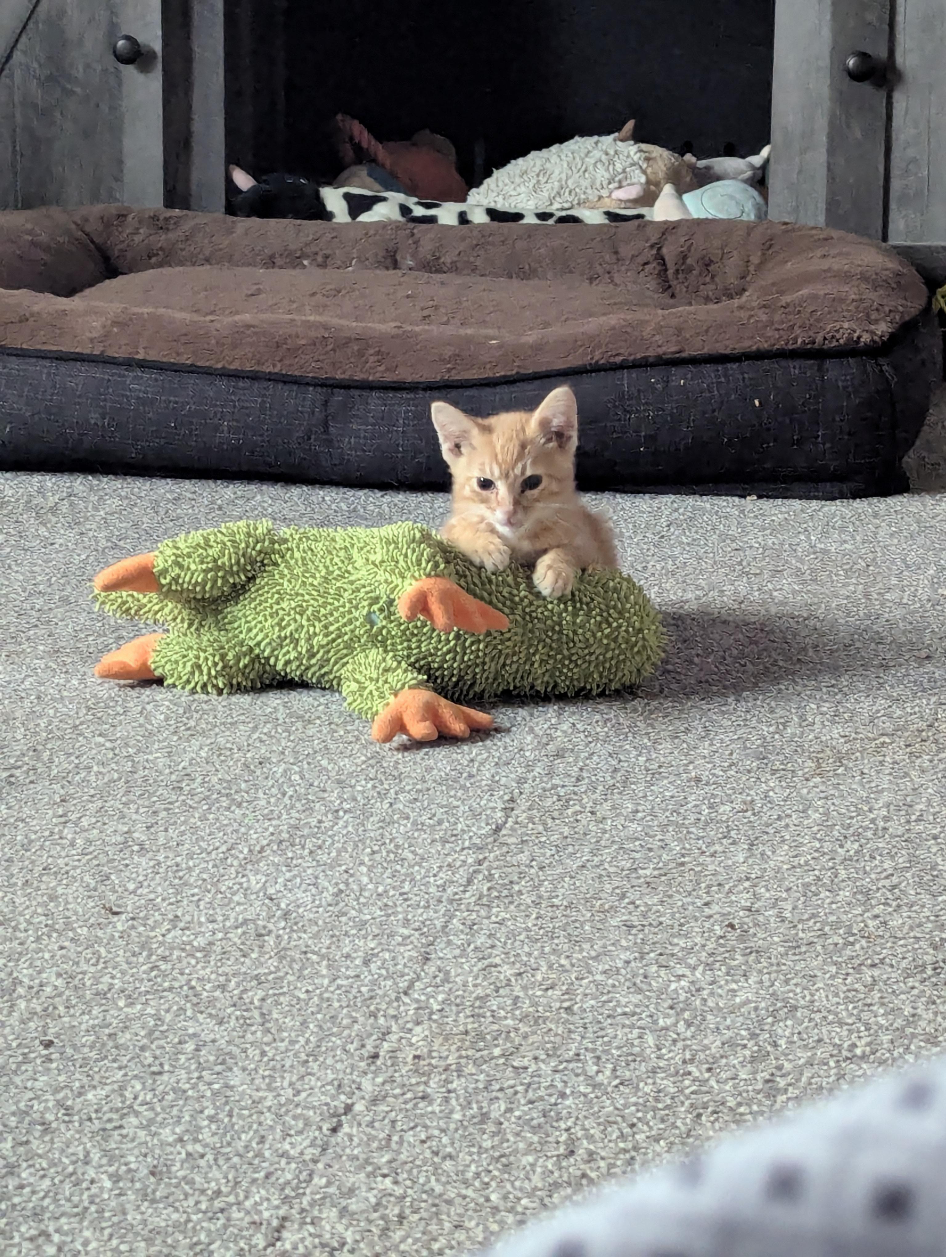 Hakuna