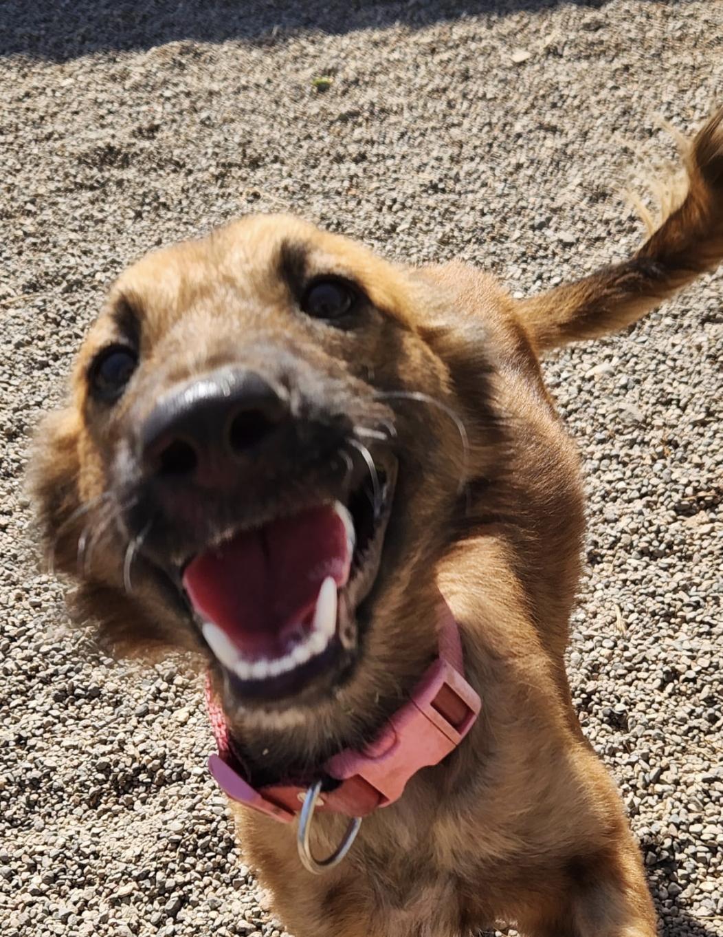 Enlarge Brandy , an adopted Mixed Breed in EL COLORADO, JAL image 5/5