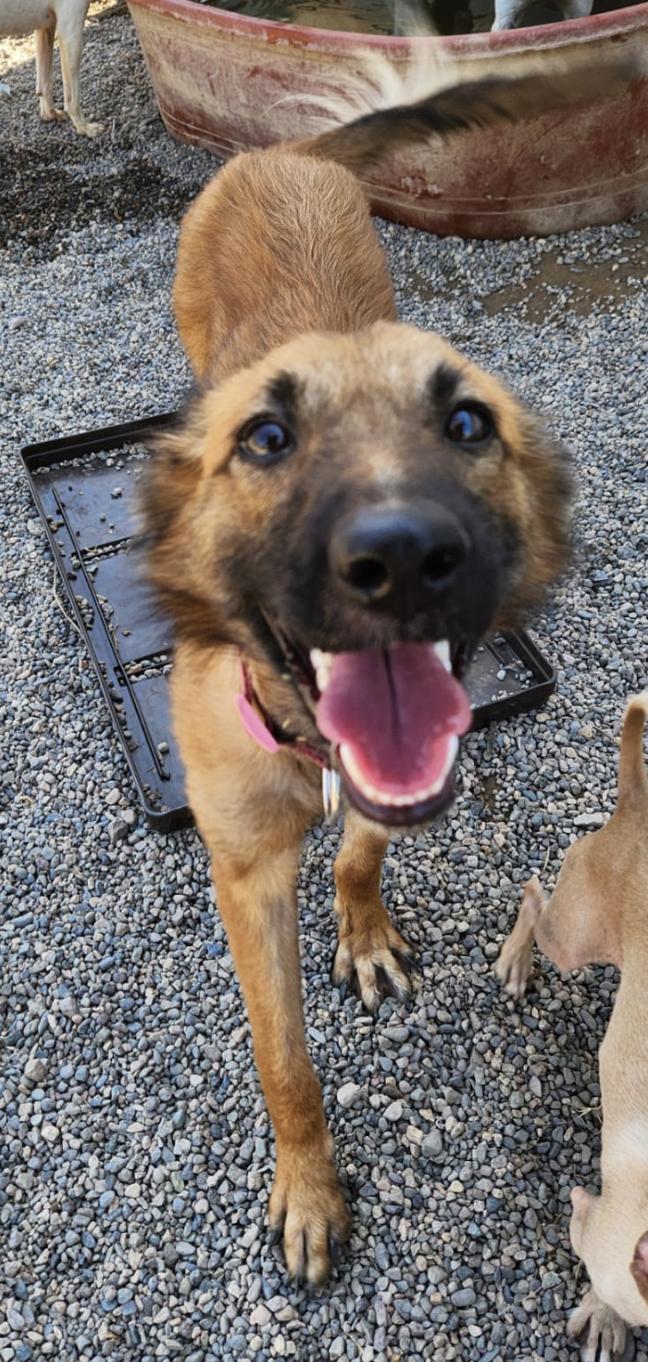 Enlarge Brandy , an adopted Mixed Breed in EL COLORADO, JAL image 3/5