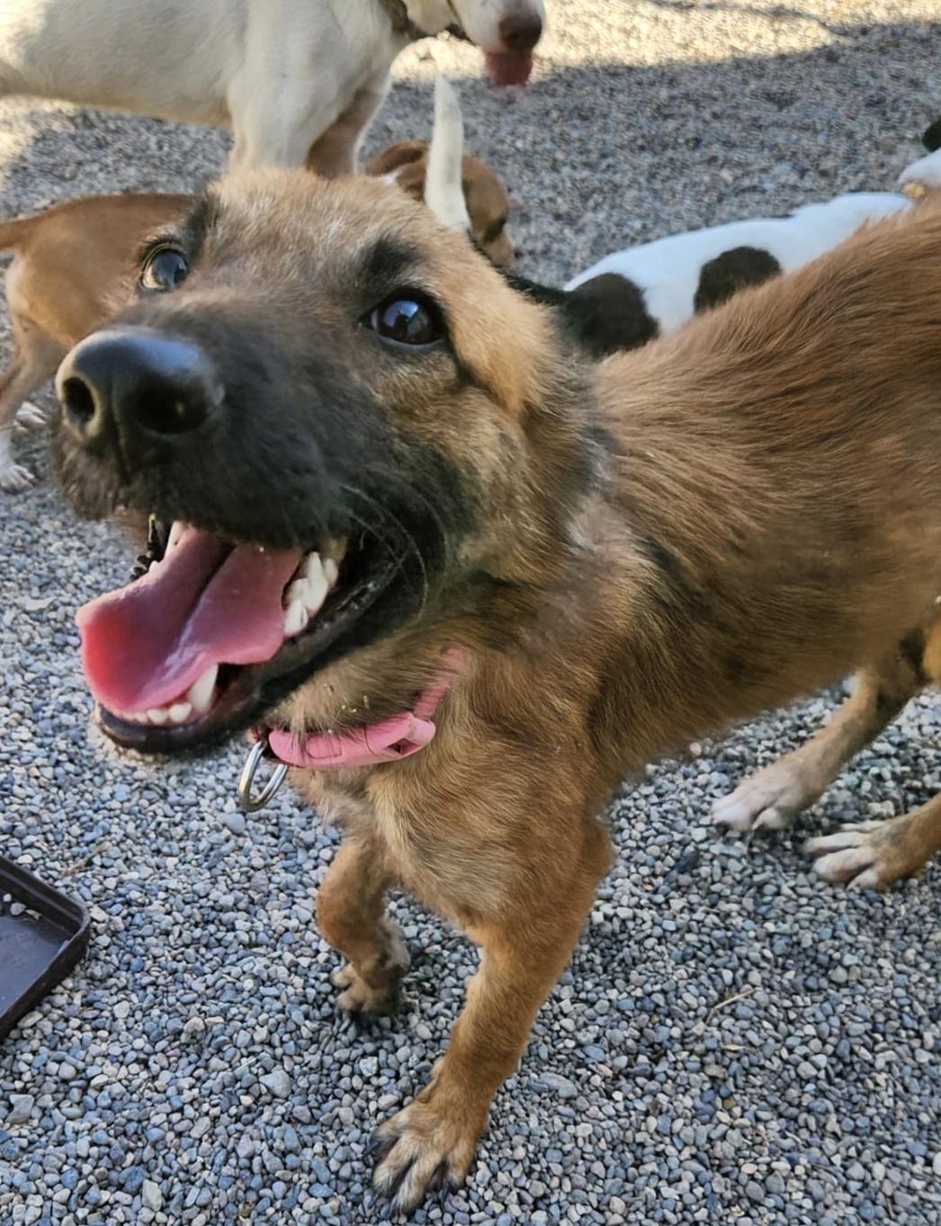 Enlarge Brandy , an adopted Mixed Breed in EL COLORADO, JAL image 1/5