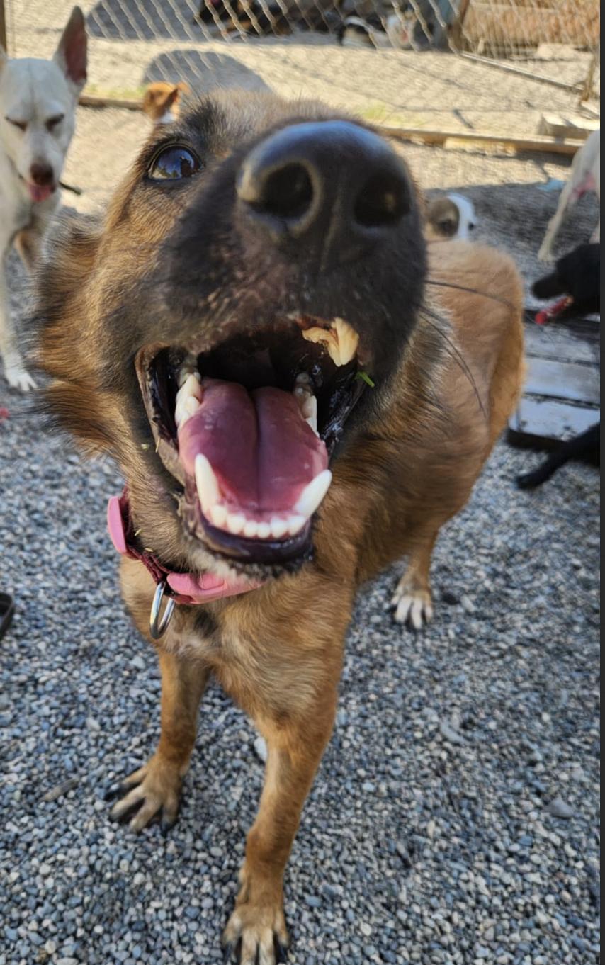 Enlarge Brandy , an adopted Mixed Breed in EL COLORADO, JAL image 2/5