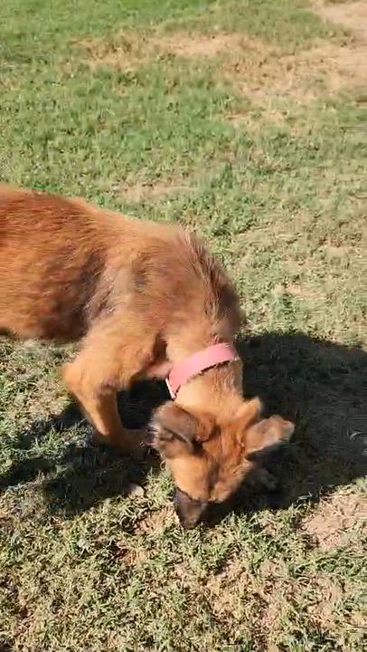 Enlarge Brandy , an adopted Mixed Breed in EL COLORADO, JAL video 4/5