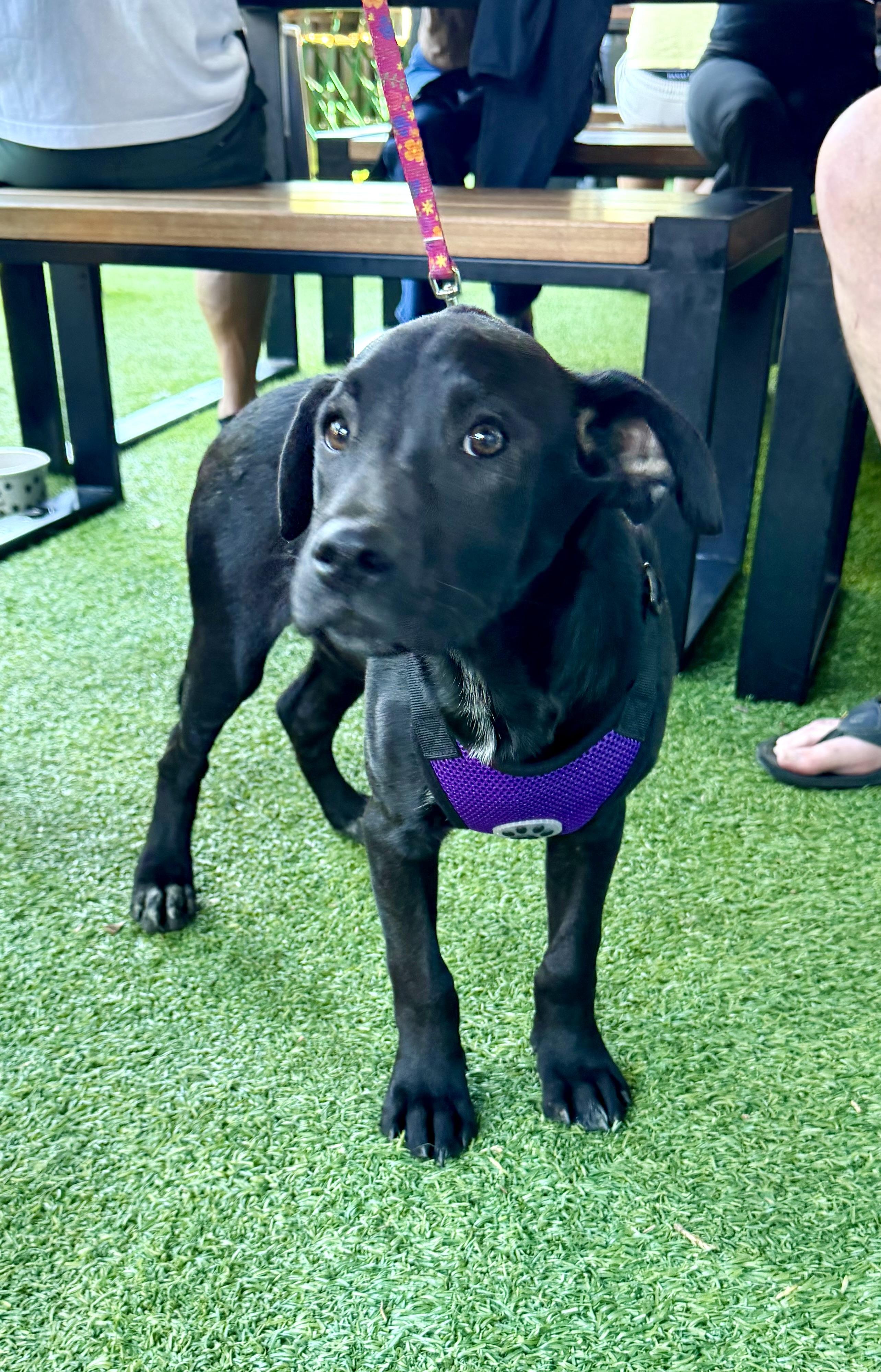 Harold, ADOPTABLE, Young Male Black Labrador Retriever & Pit Bull Terrier.