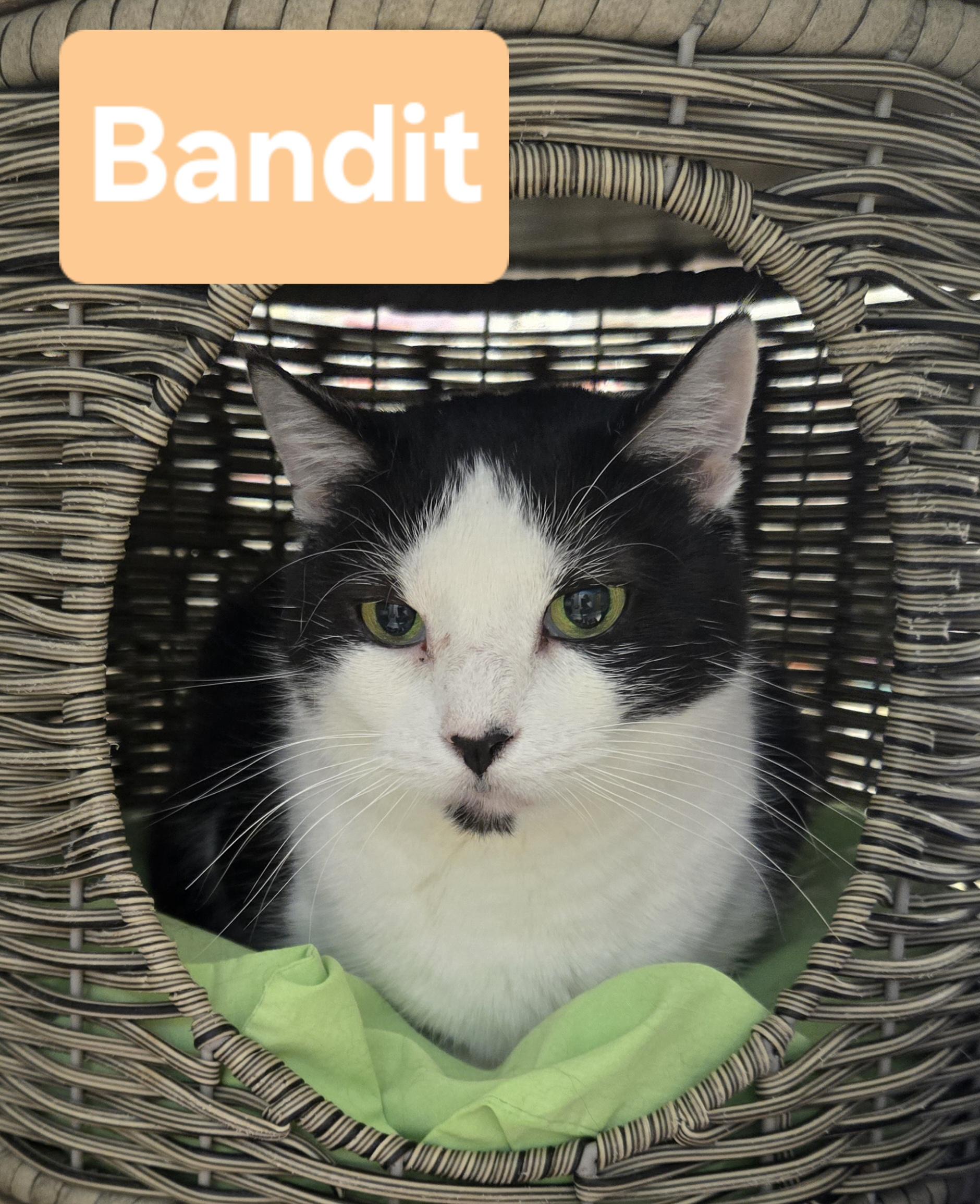 Bandit (Senior Cat), a Adoptable Tuxedo in Fullerton, CA image 1/3