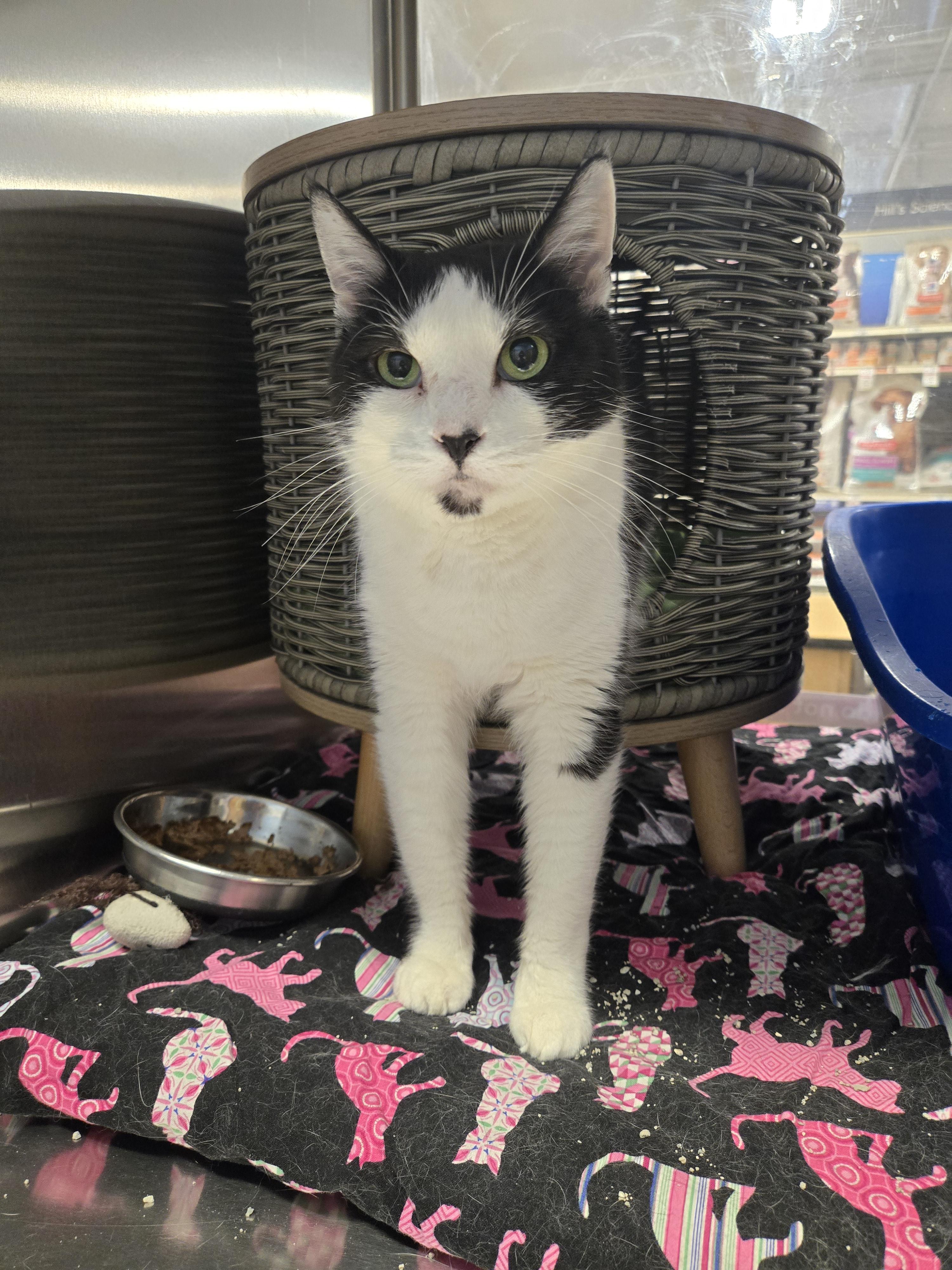 Bandit (Senior Cat), a Adoptable Tuxedo in Fullerton, CA image 2/3