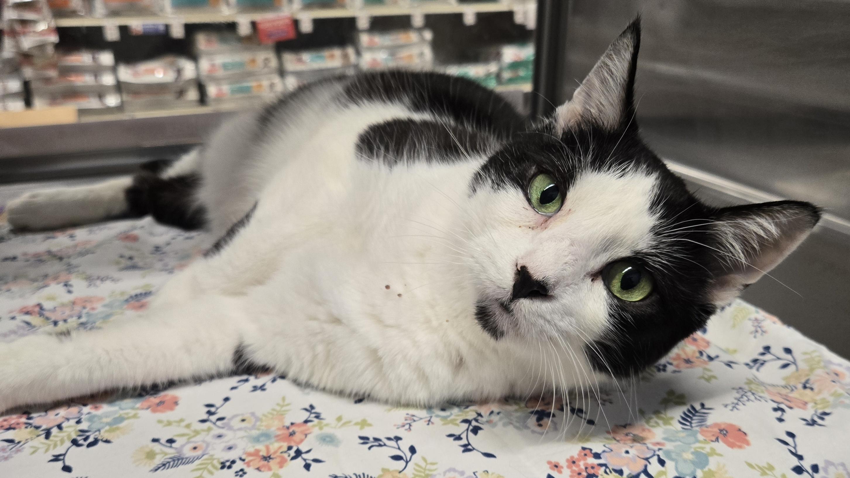 Bandit (Senior Cat), a Adoptable Tuxedo in Fullerton, CA image 3/3