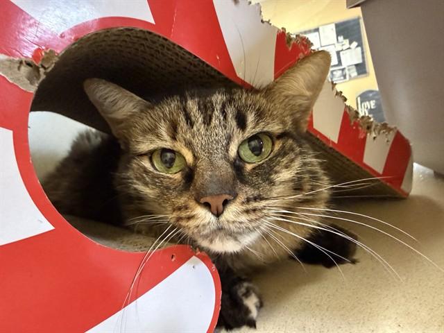 TAFFY, Adoptable, Adult Female Domestic Long Hair.