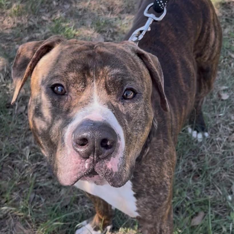 Diesel, Adoptable, Adult Male Terrier & American Staffordshire Terrier.