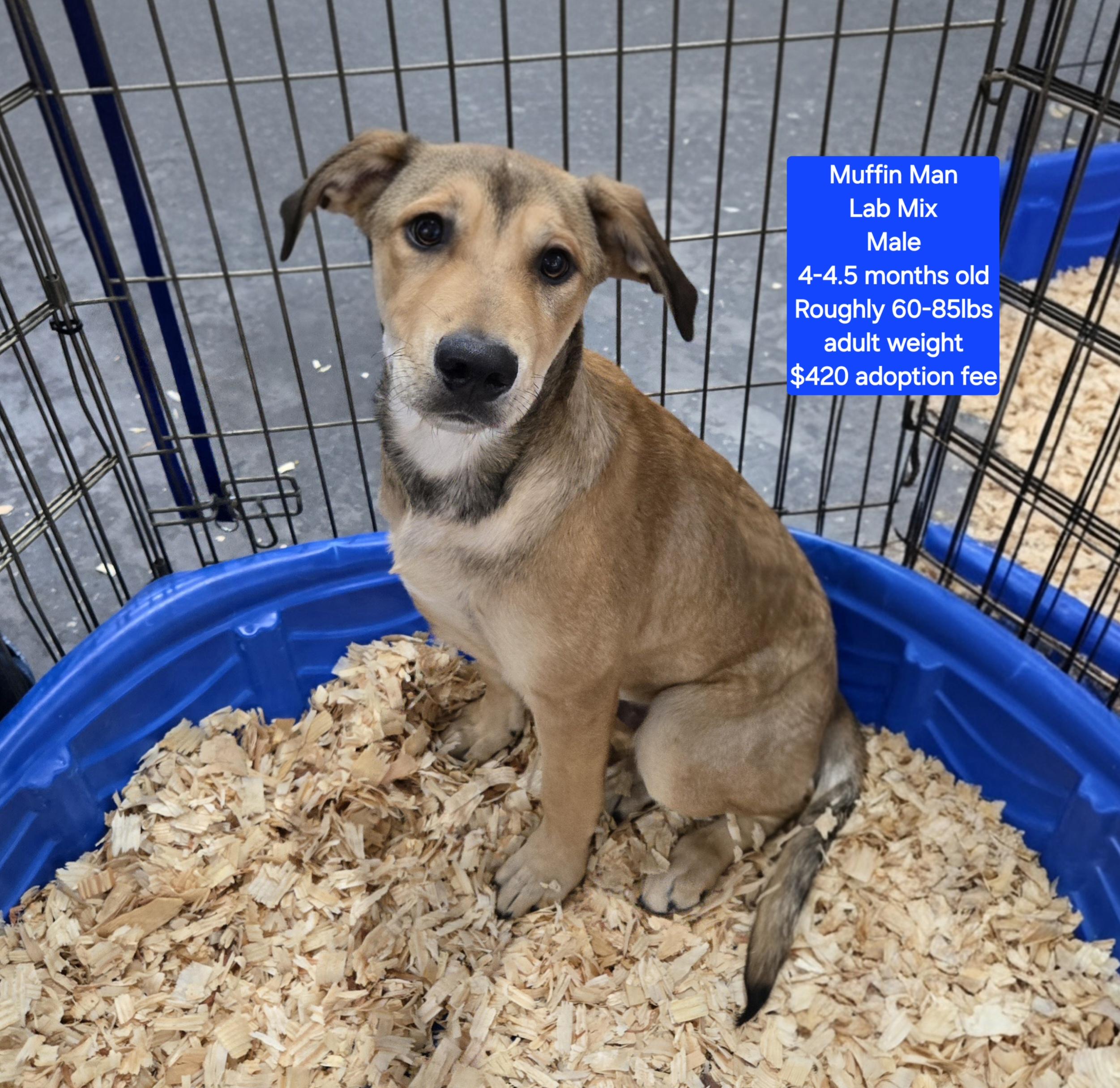 Muffin Man, ADOPTABLE, Puppy Male Labrador Retriever.