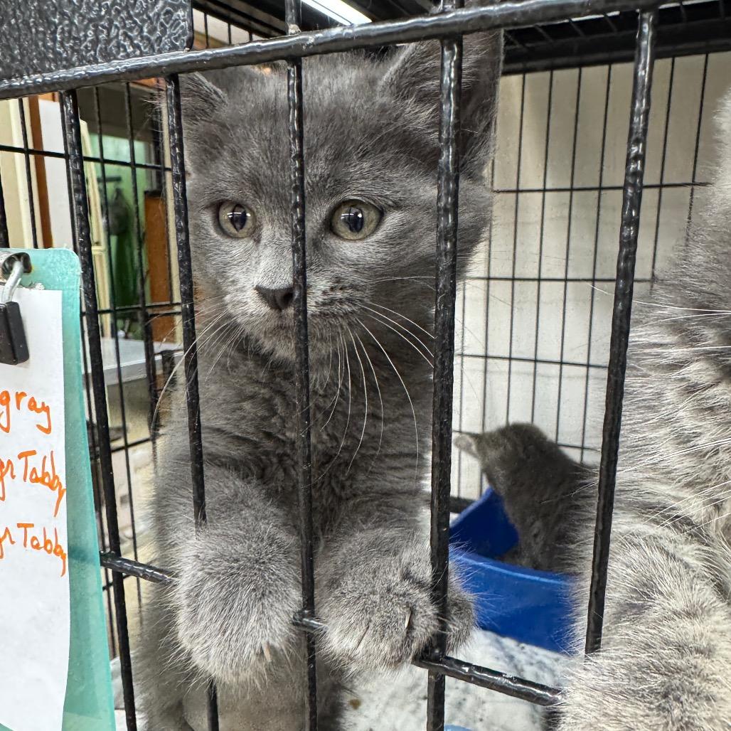 Enlarge Whimsical, a Adopted mixed breed in Breese, IL image 1/1